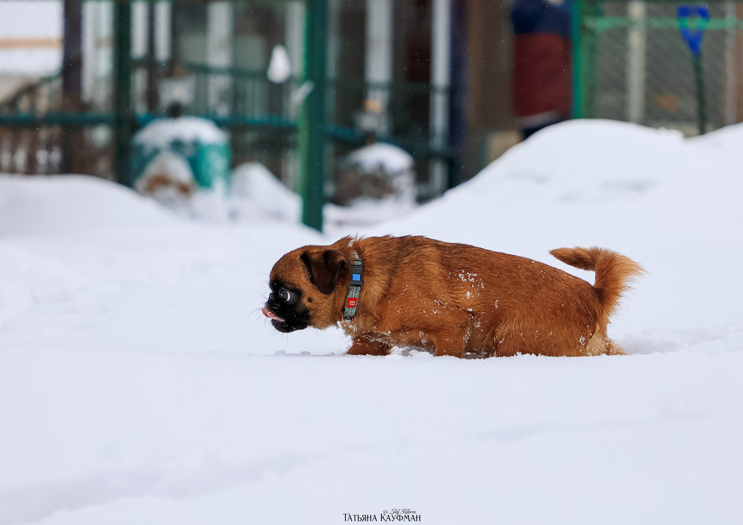 Малый брабансон, фотография брабансон, красивая собака, фотограф анималист, фотокурс Анималистика, научиться фотографировать собак, фотограф Новосибирск