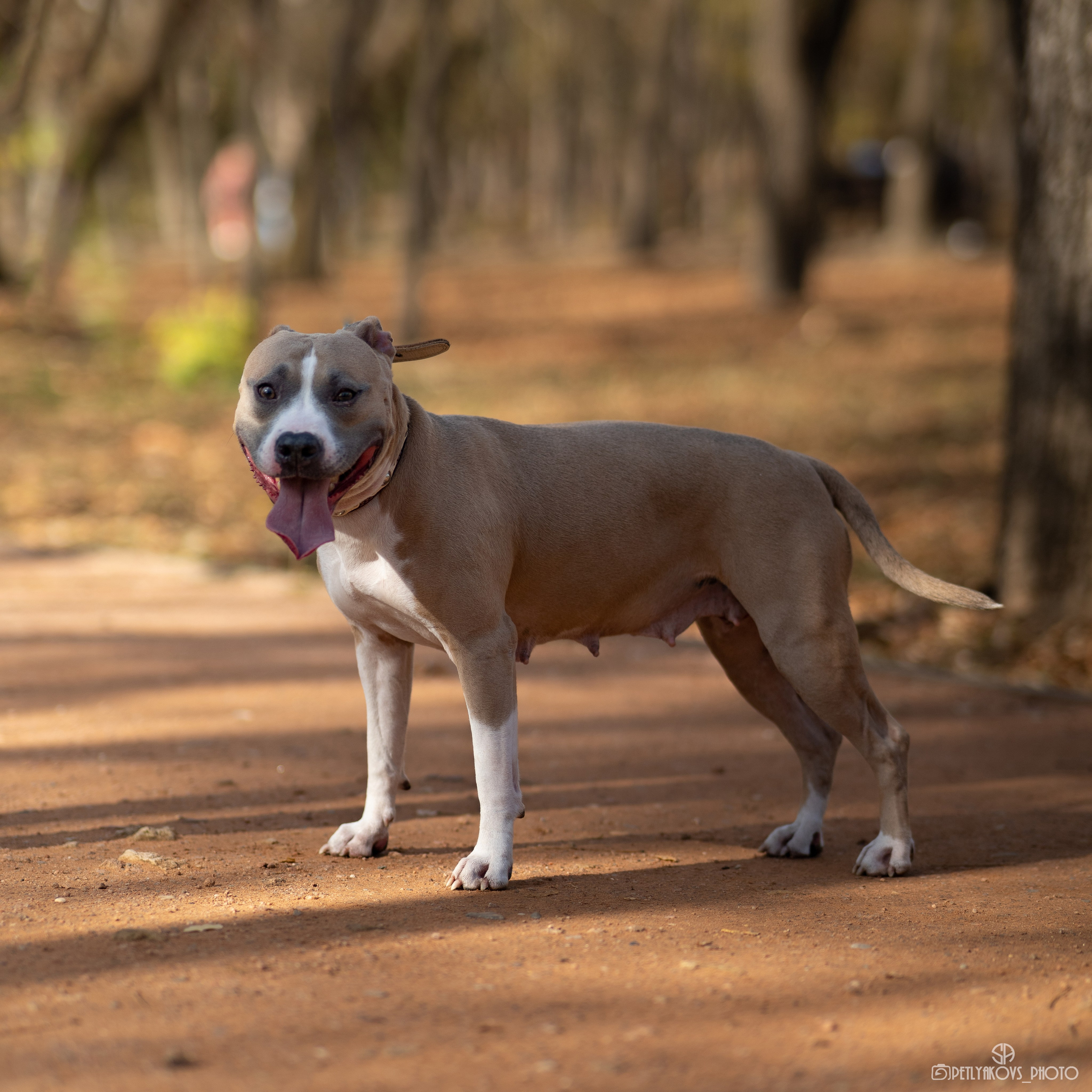 Фотосессия для Юлии с Гретой. Фотограф, видеограф Пятигорск, Ставрополь, Ессентуки, Petlyakovs_photo