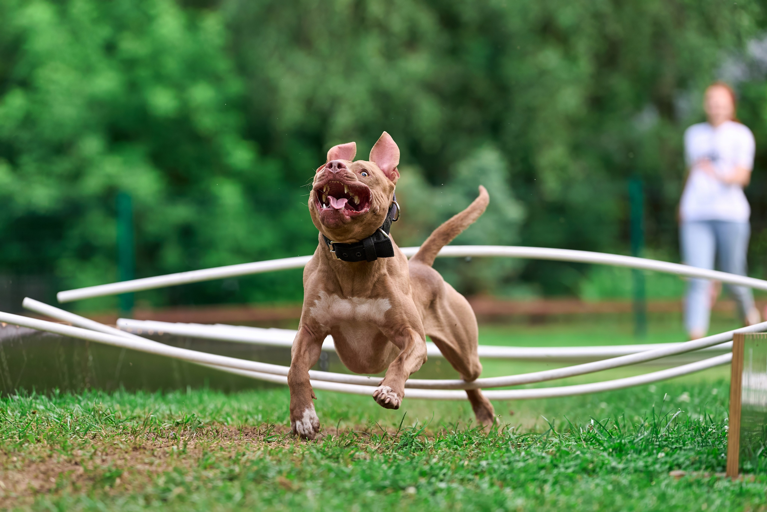 Двухдневные соревнования «Jump'n'Gym Fest — 2024». Фотограф-анималист Михаил Манухин
