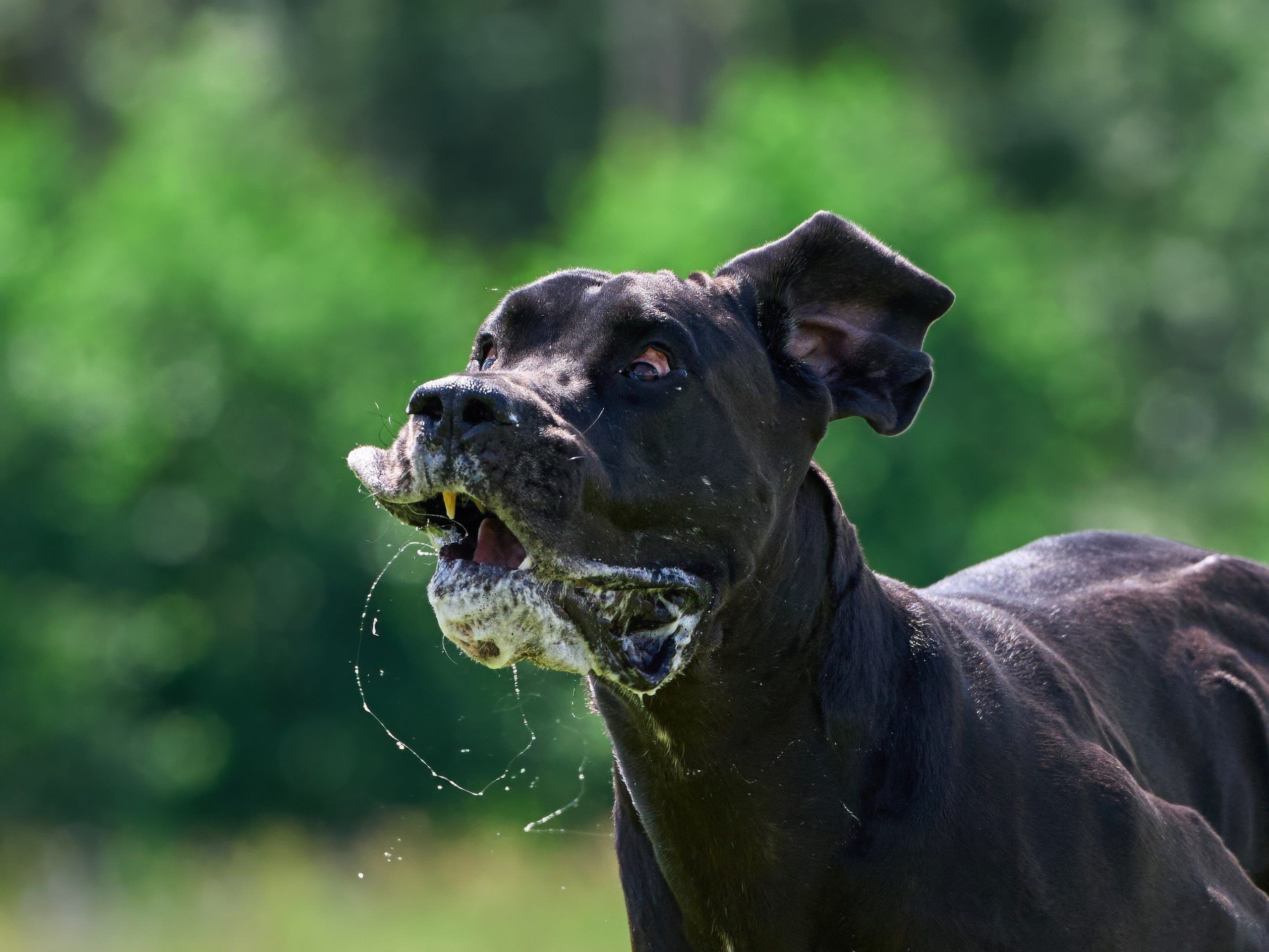 Тренировка по курсингу в Донино. Фотограф-анималист Михаил Манухин