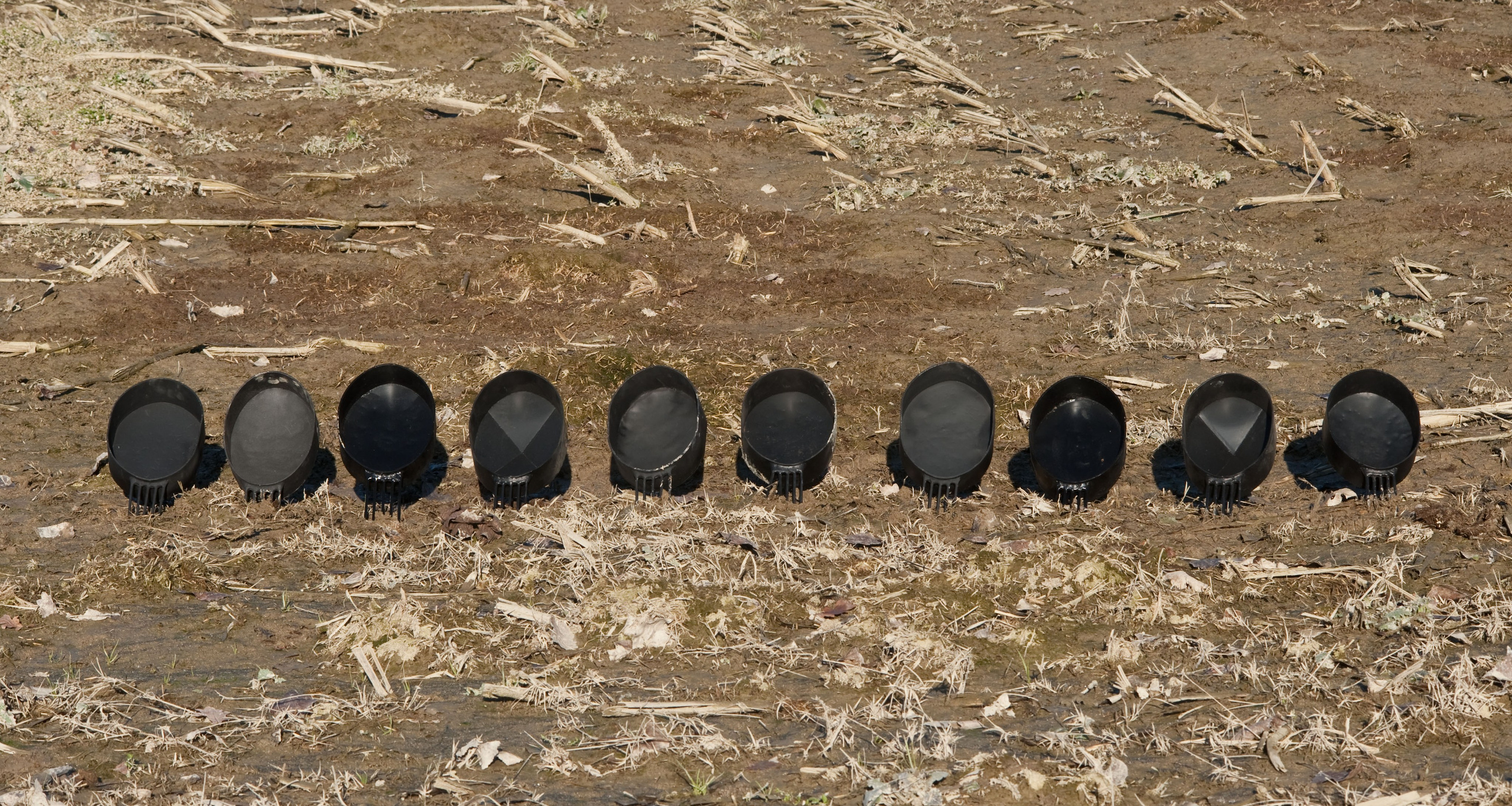 STEM OF THE BLACK GRASS. Ilmira Bolotyan — Interdisciplinary Artist and Curator