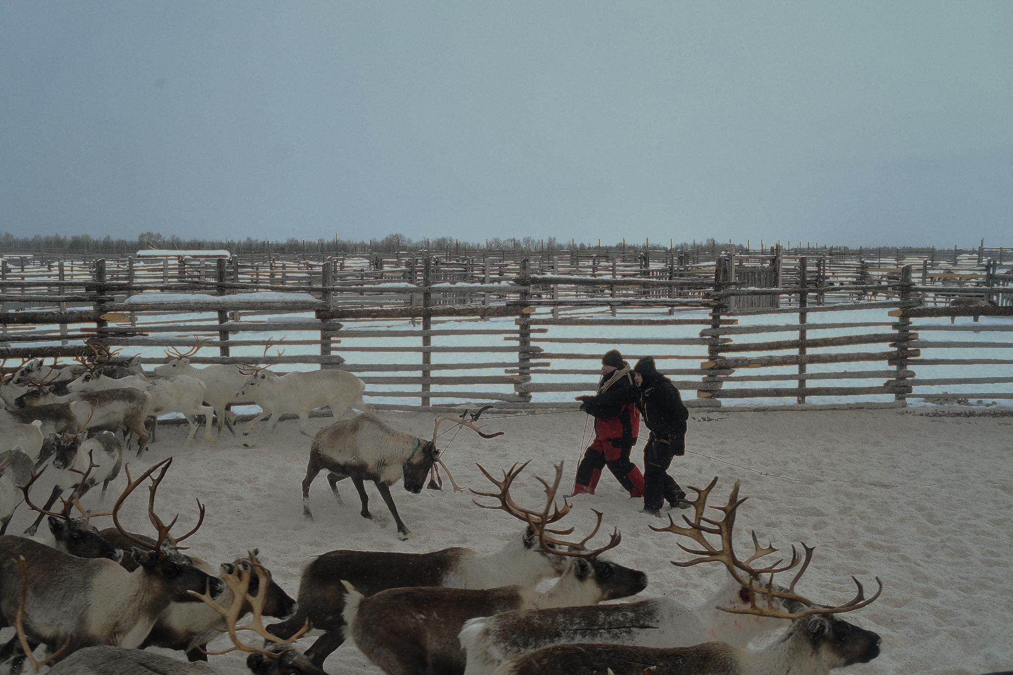 Фототур к северным оленям и саамам. 5–9 марта