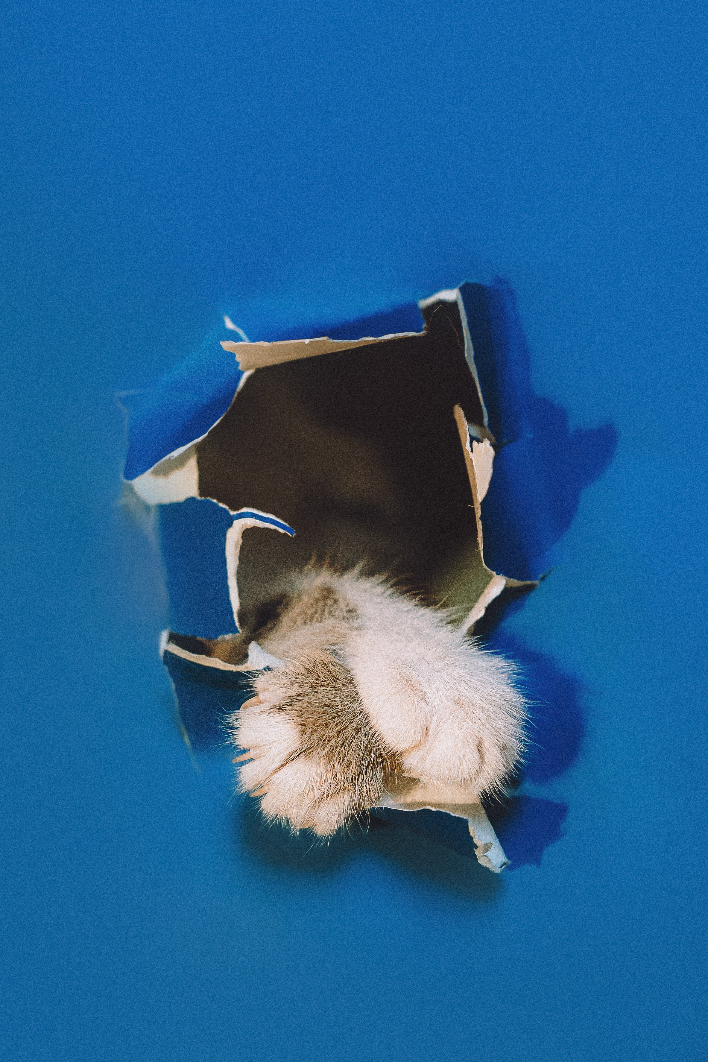 Более 30 идей для фотосессии с котенком