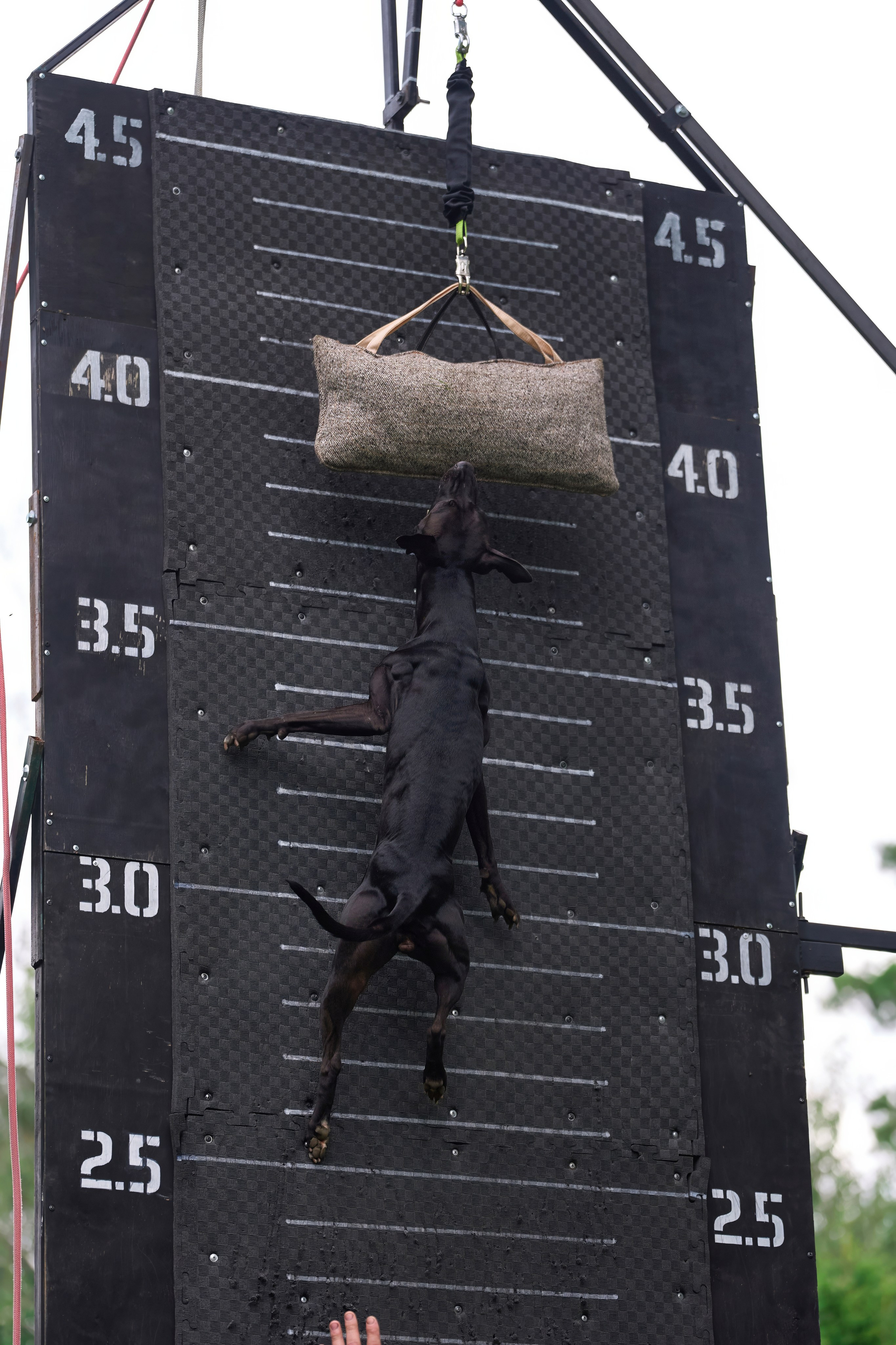 Jump'n'Gym JUMP! — 2024. Фотограф-анималист Михаил Манухин