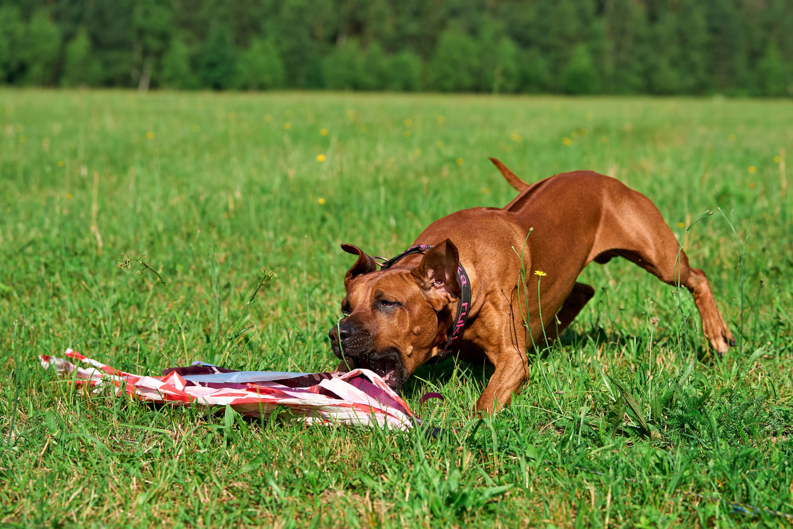 Тренировка по курсингу Донино. Фотограф-анималист Михаил Манухин