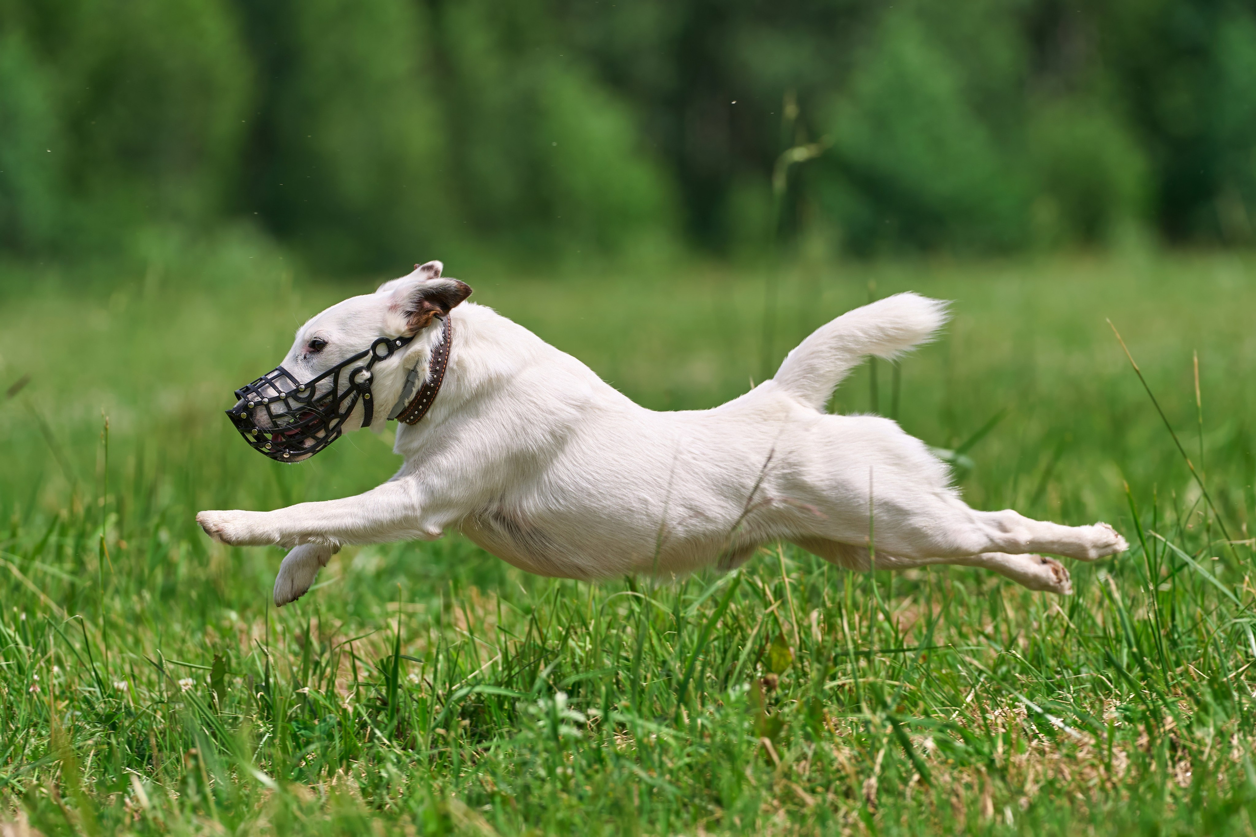 Тренировка по курсингу в Донино. Фотограф-анималист Михаил Манухин