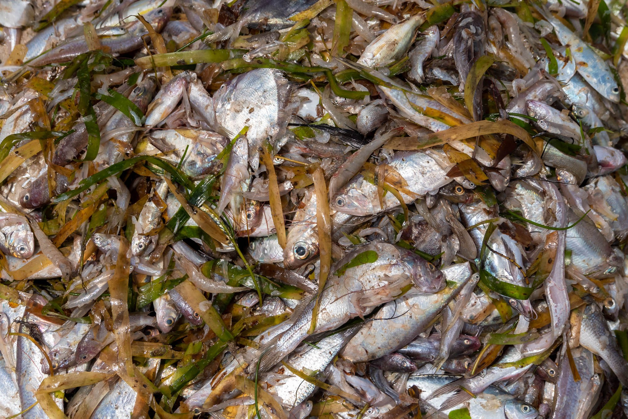 Танзания. Багамойо. Tanzania, Bagamoyo. Фотограф Алексей Скоробогатько