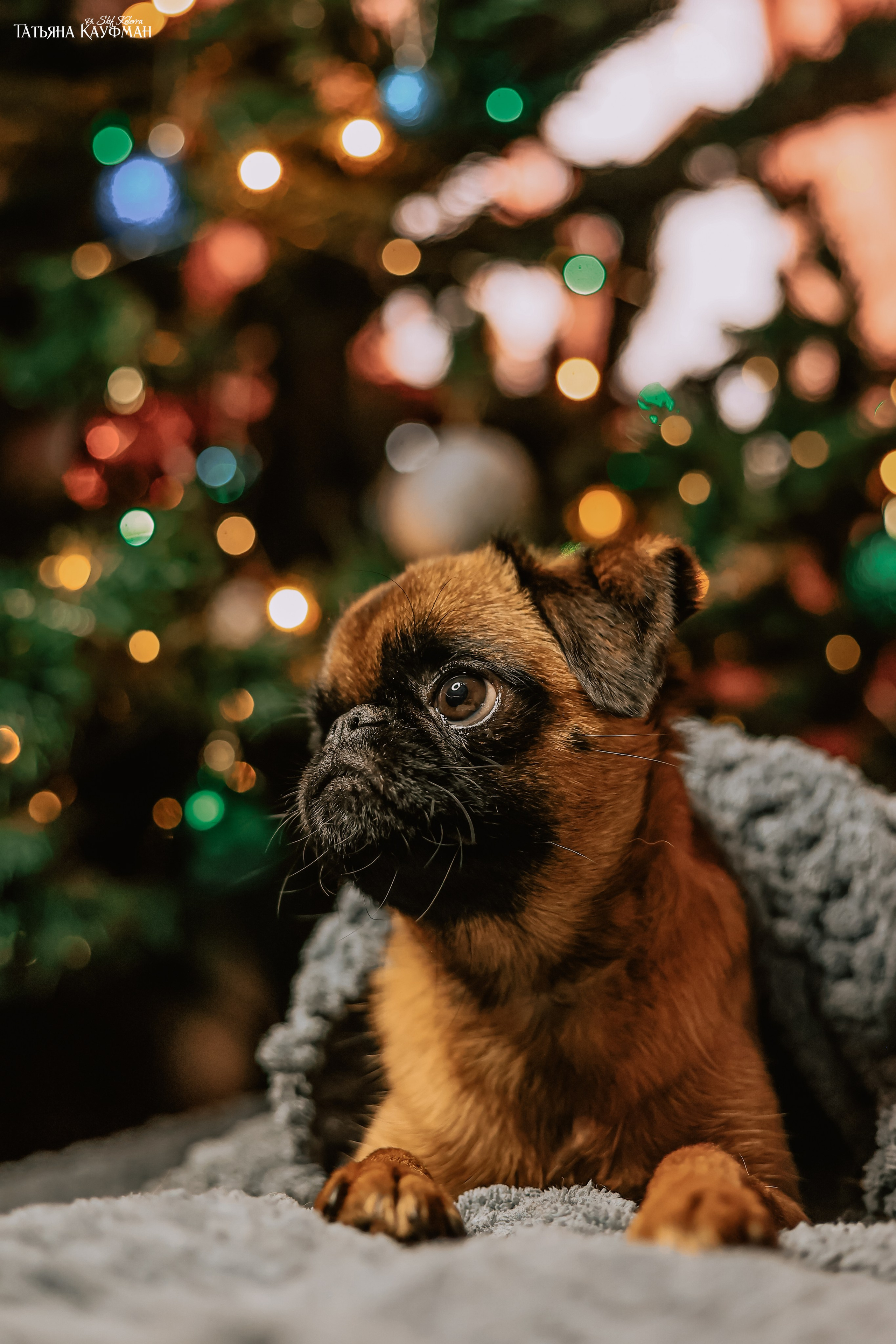 Малый брабансон, фотография брабансон, красивая собака, фотограф анималист, фотокурс Анималистика, научиться фотографировать собак, фотограф Новосибирск