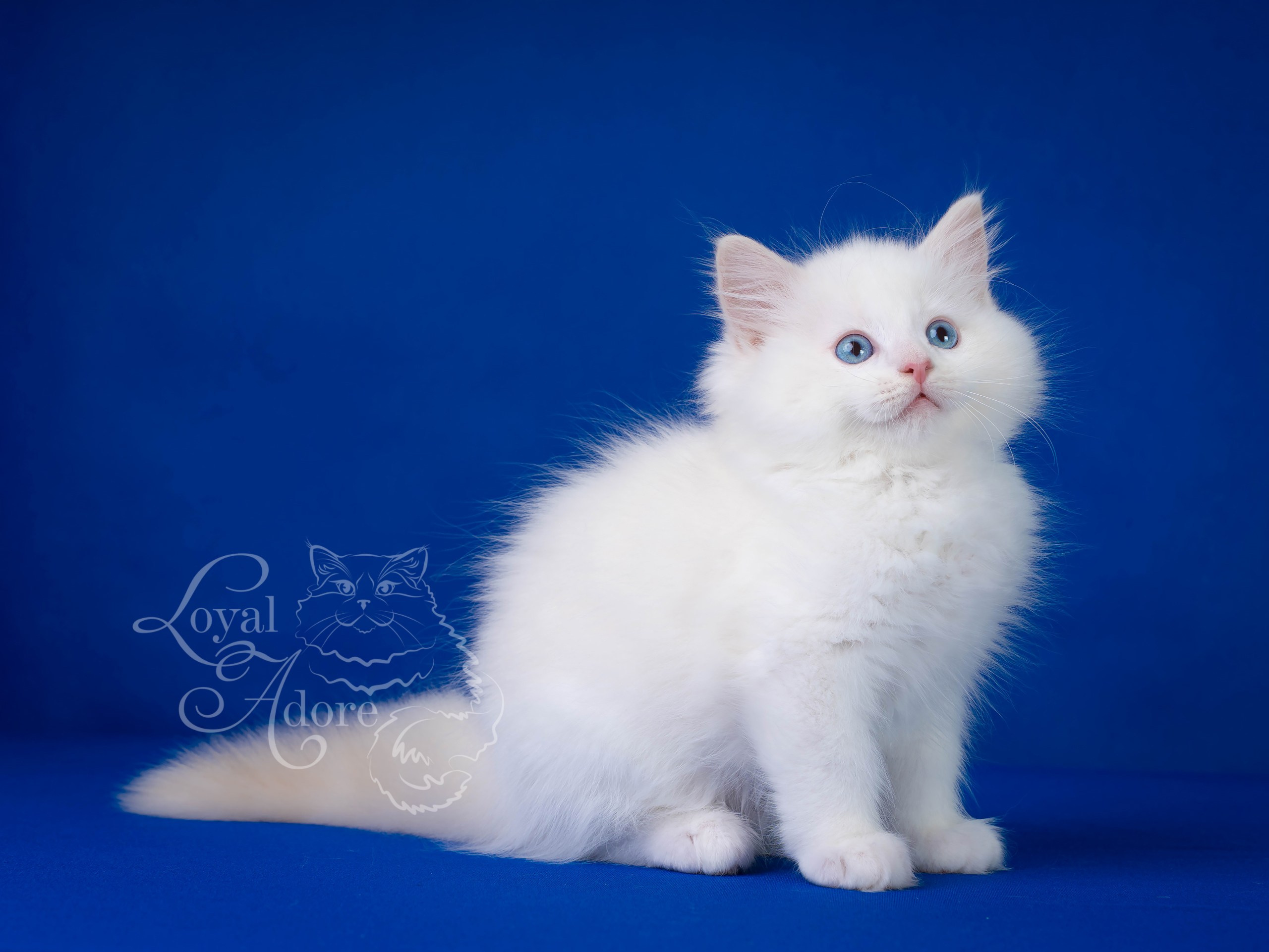 Все свободные котята. Питомник рэгдолл Loyal Adore