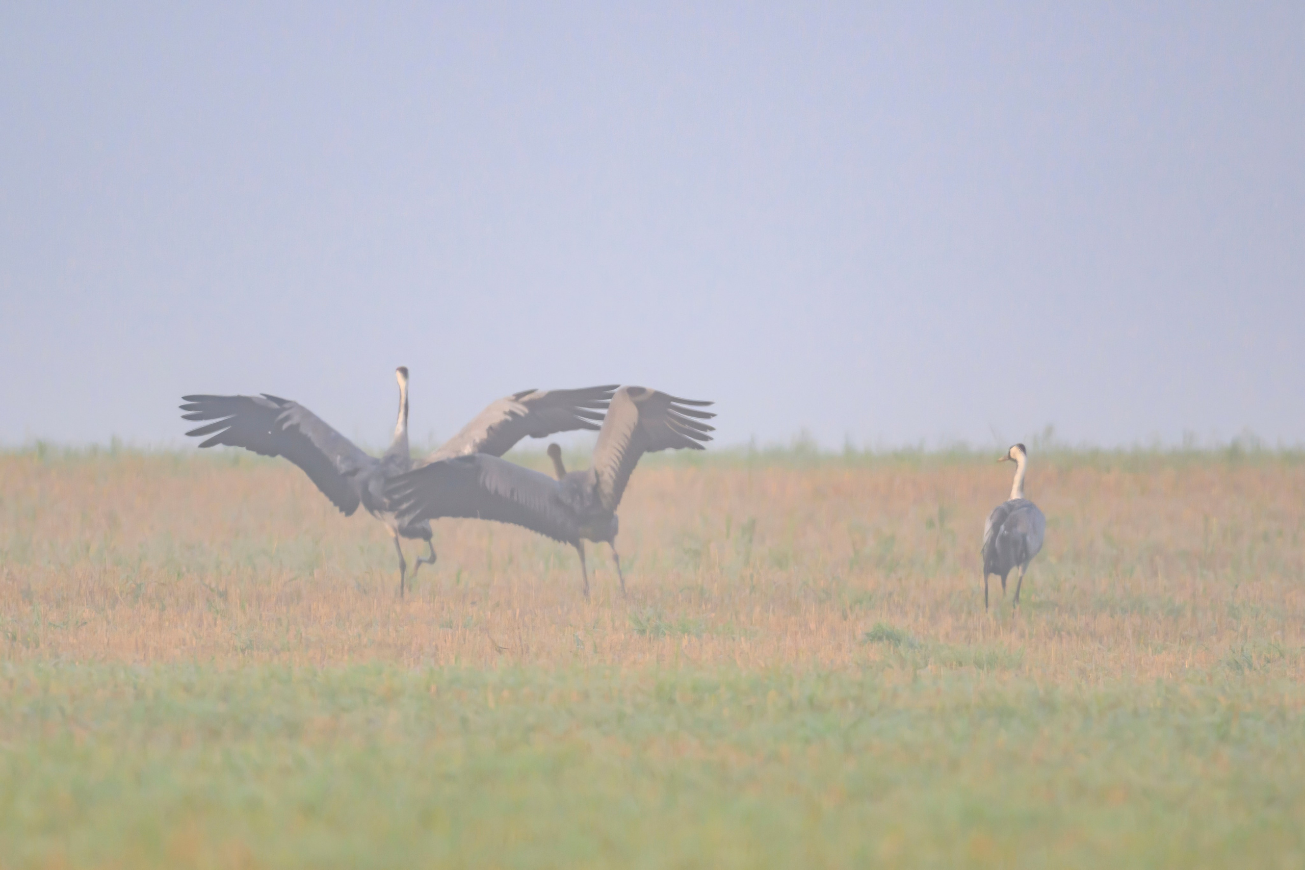 Журавли II. Cranes II. Wildlife photography by Sergey Puponin