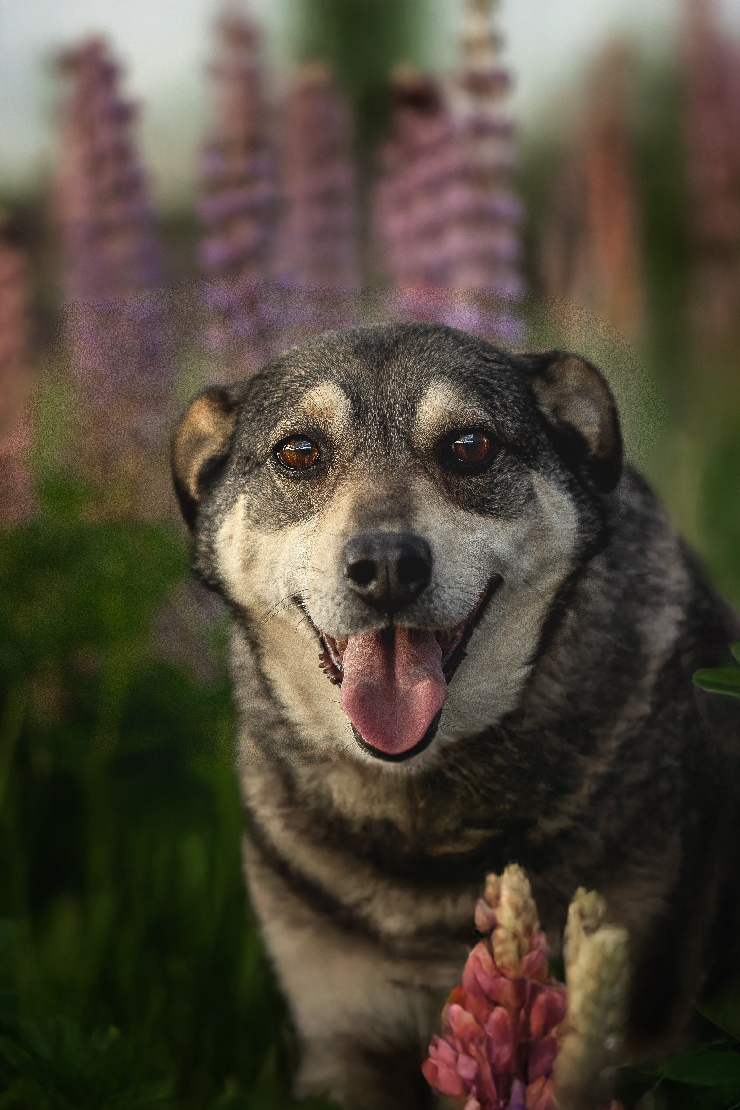 ИЩУТ ДОМ. Фотограф-анималист в Москве и Подмосковье