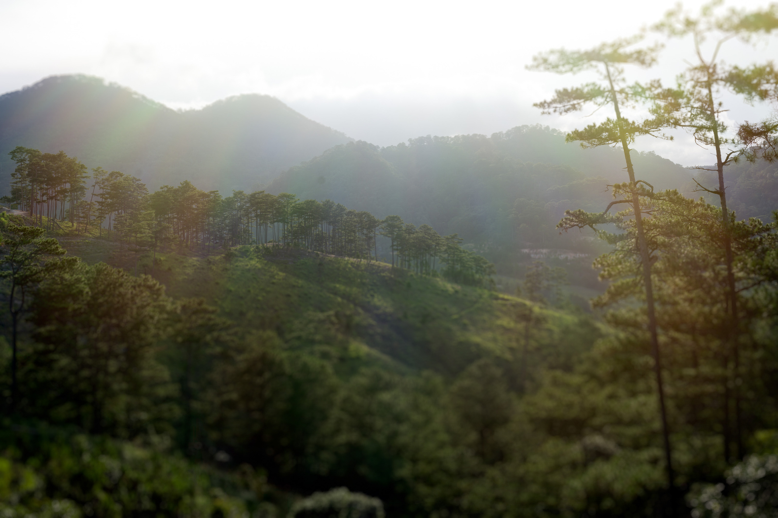 Далат. Август 2020. Юлия Розанова, коммерческий фоторепортаж в Москве