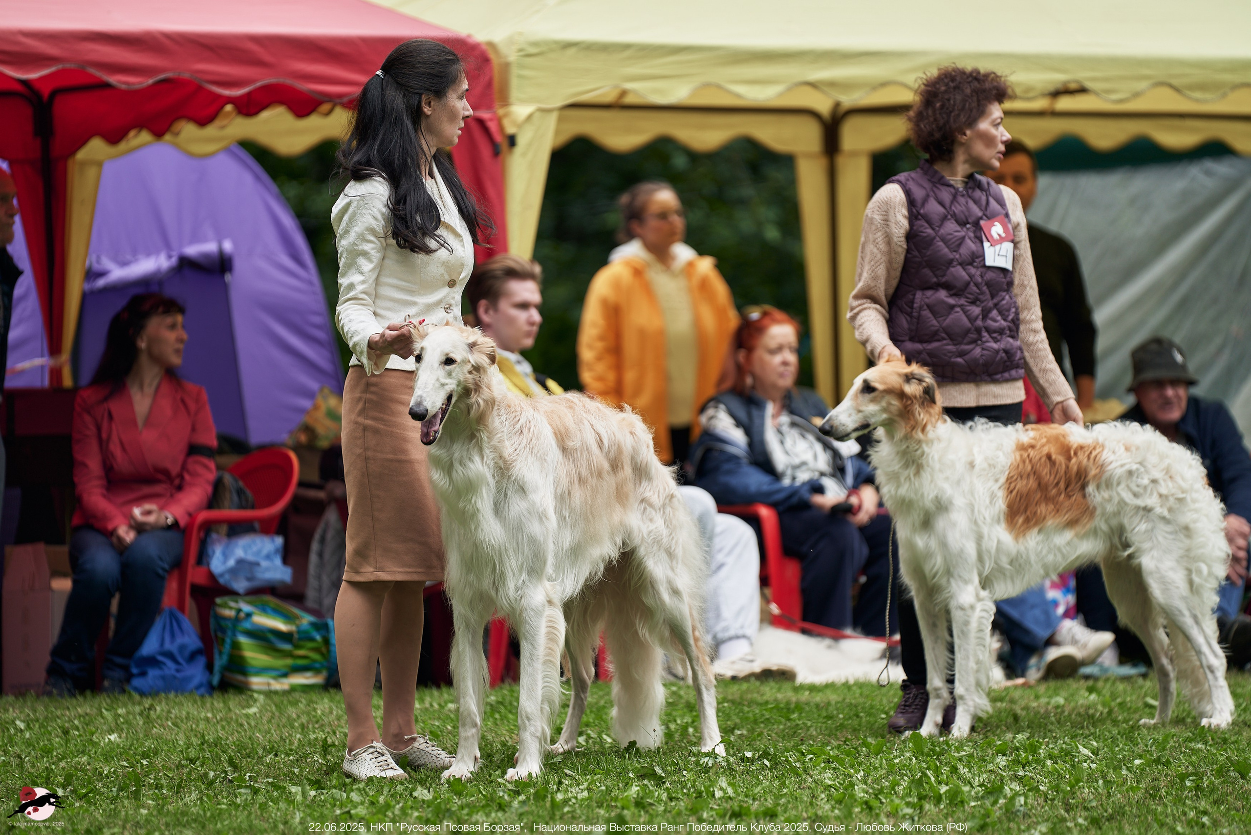 22.06.2025 | Национальная Выставка НКП "Русская Псовая Борзая"