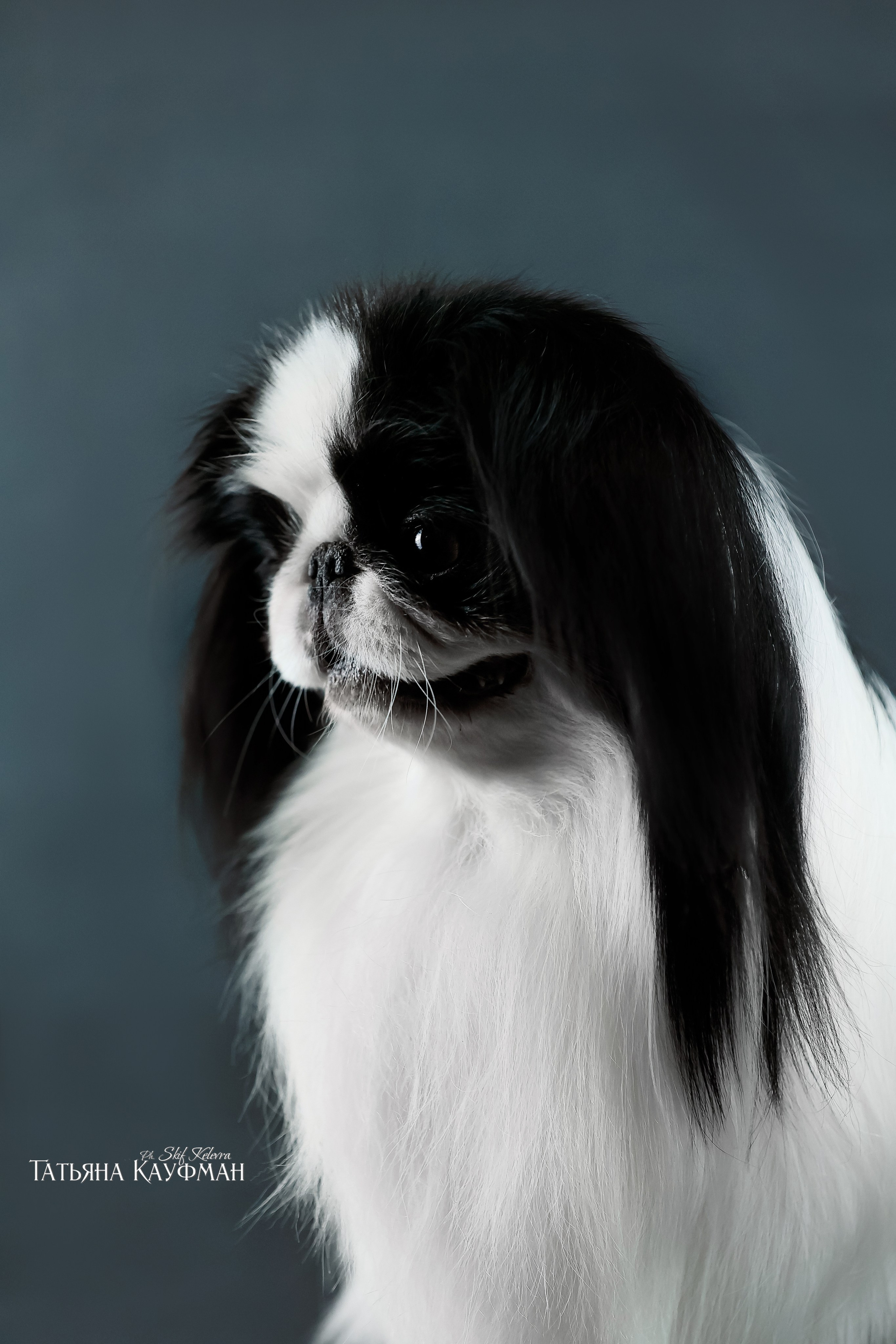 Японский хин, фотография японский хин, собака в цветах, красивая собака, фотограф анималист, фотокурс Анималистика, научиться фотографировать собак, фотограф Новосибирск, фотостудия Скифки, студийная фотография