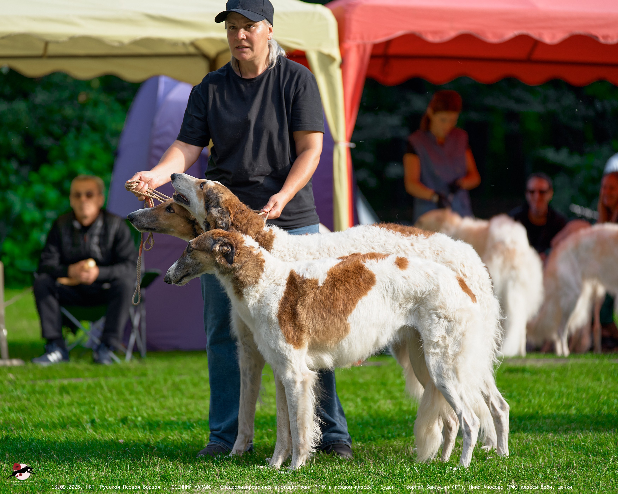 ОСЕННИЙ МАРАФОН | Специализированная выставка породы Русская Псовая Борзая ранг "КЧК в каждом классе"