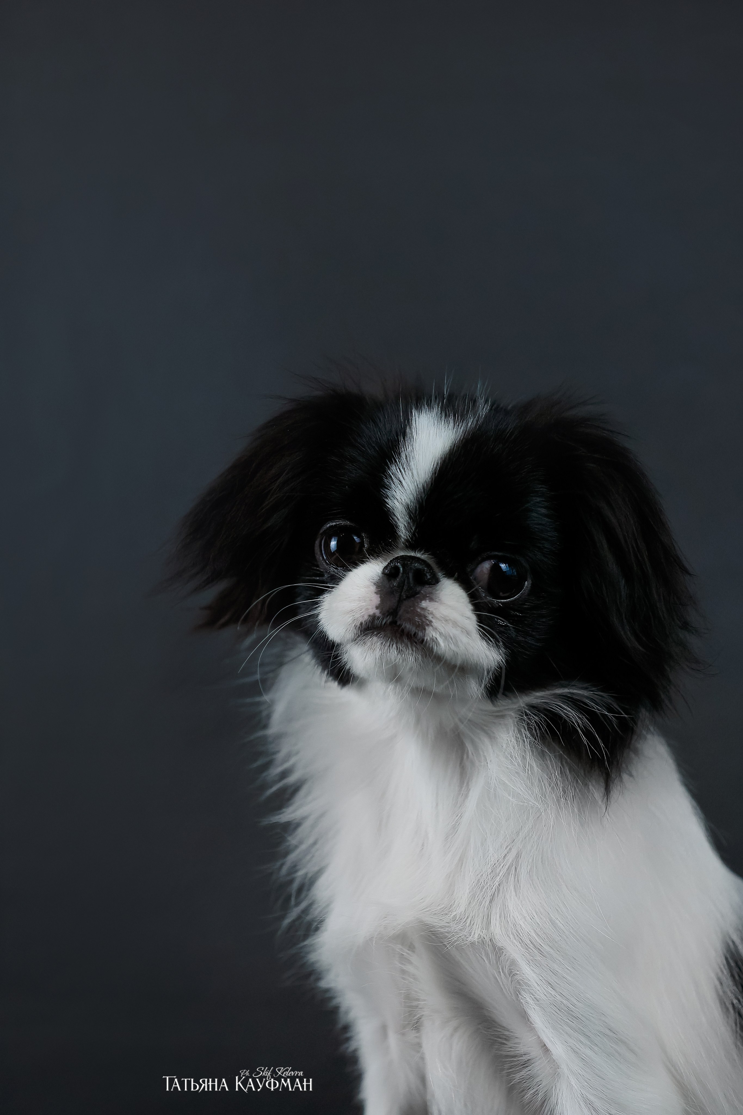 Японский хин, фотография японский хин, красивая собака, фотограф анималист, фотокурс Анималистика, научиться фотографировать собак, фотограф Новосибирск, фотостудия Скифки, студийная фотография
