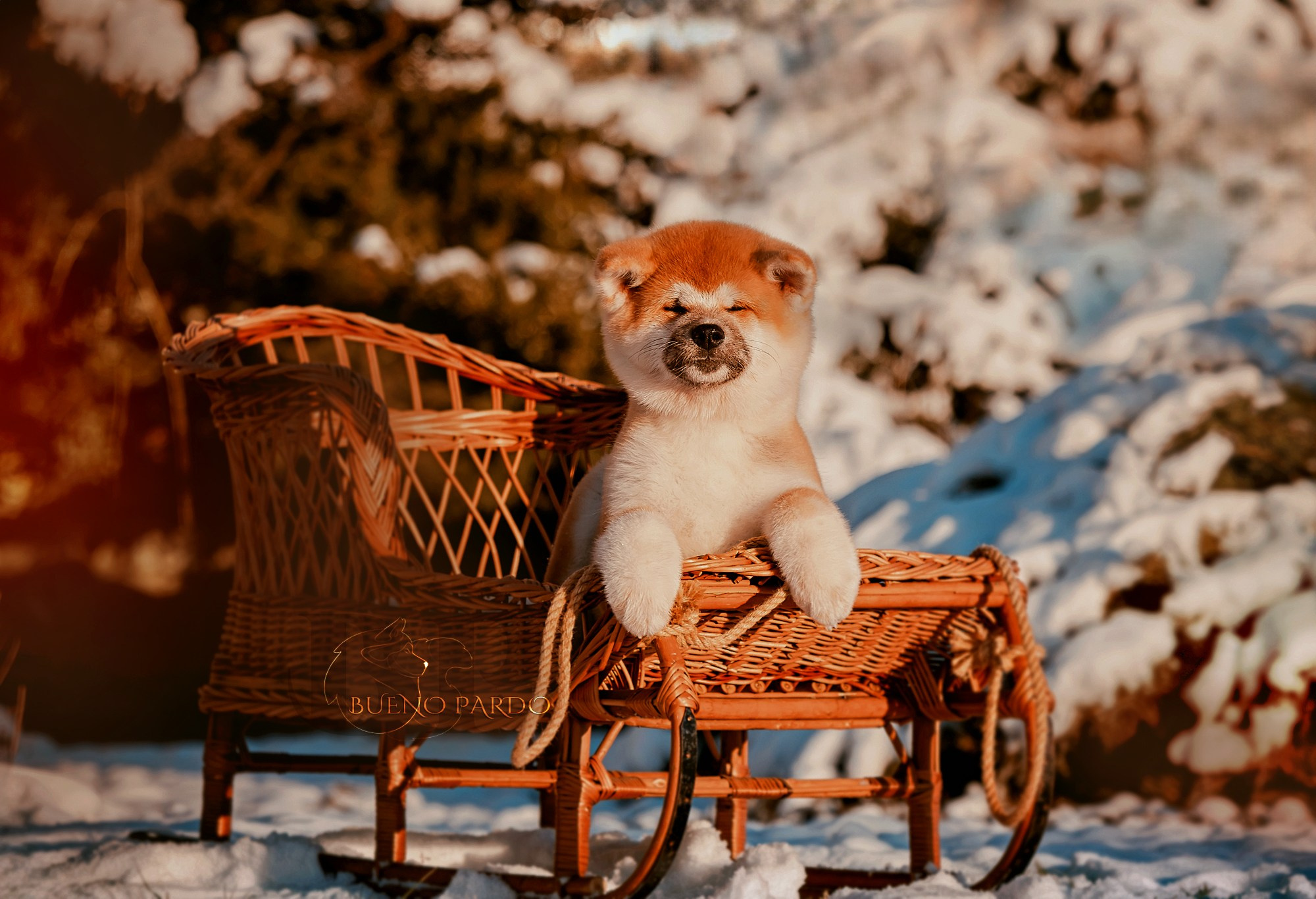 Щенки японской акита ину из питомника. Питомник собак Акита, Хаски, Корги