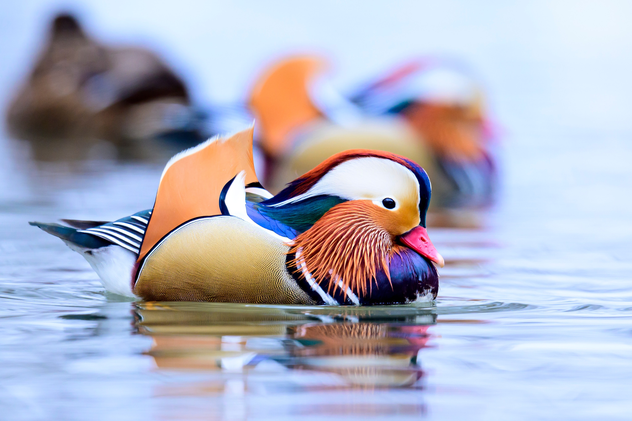 Мандаринки. Mandarin ducks. Фотограф Сергей Пупонин