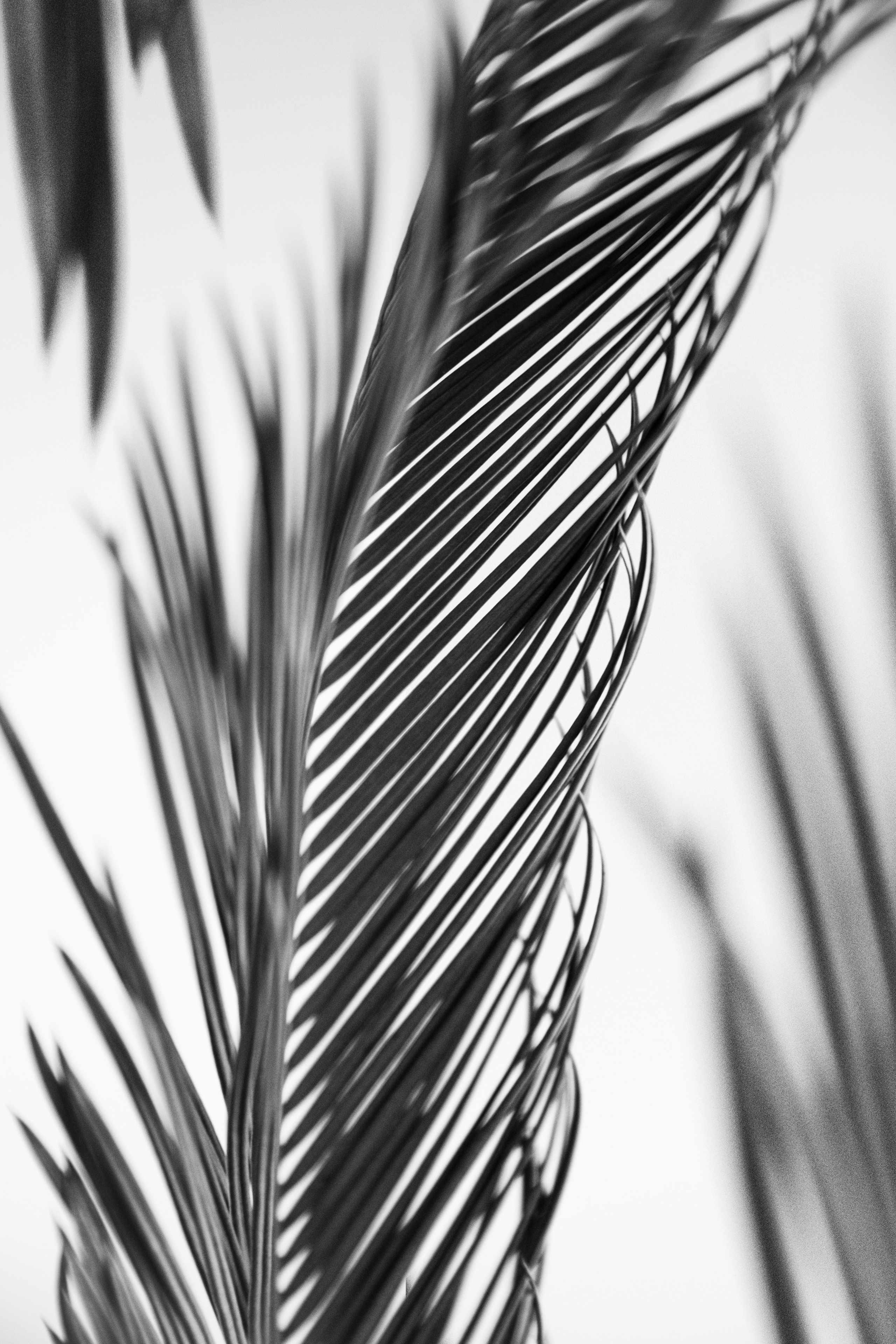 Принты. Фотограф Вера Фролова