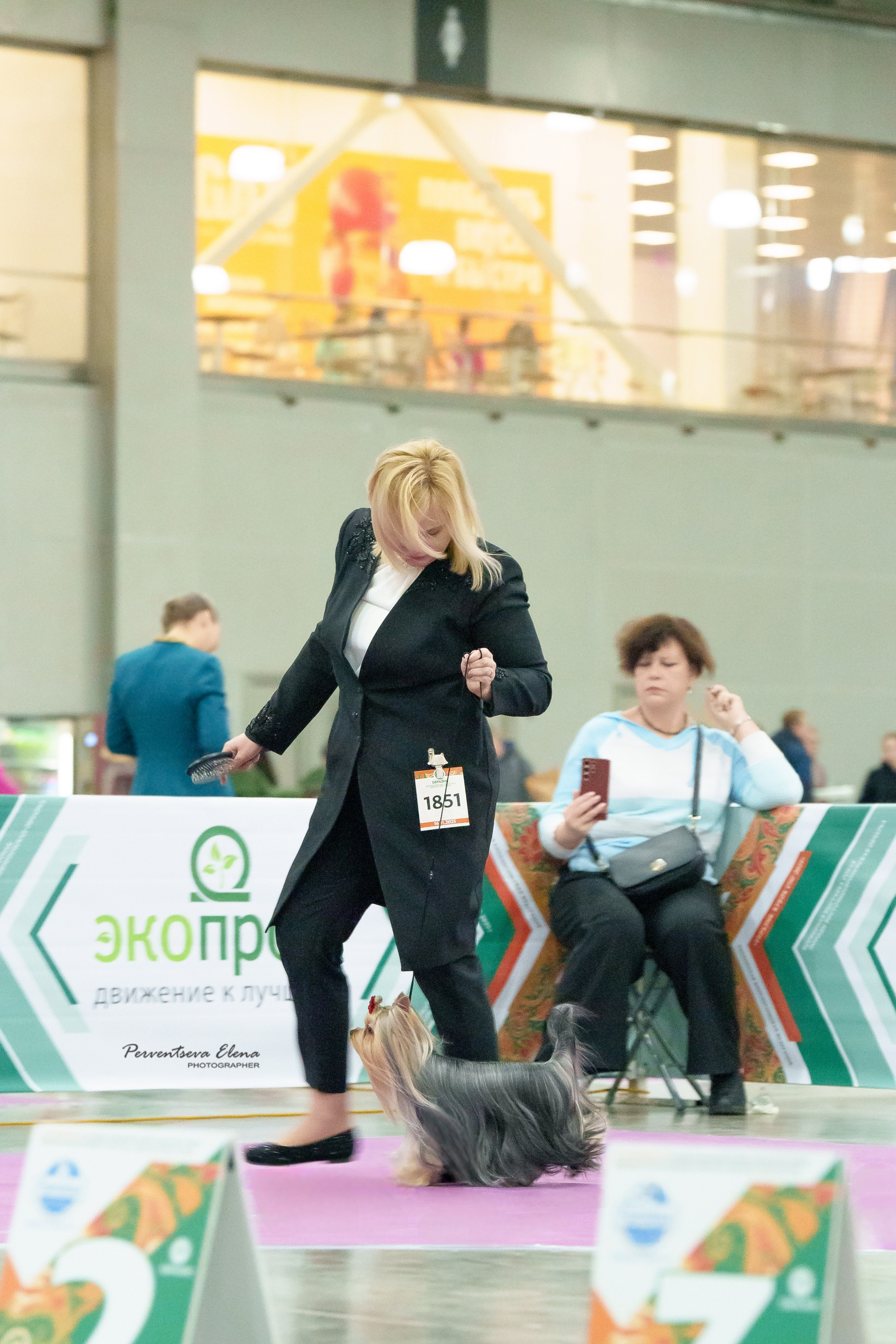 Йоркширский терьер. Выставки. Питомник Воле'Т Шоу Vole'T Shou. Йоркширский терьер — питомник йоркширских терьеров Vole'T Shou