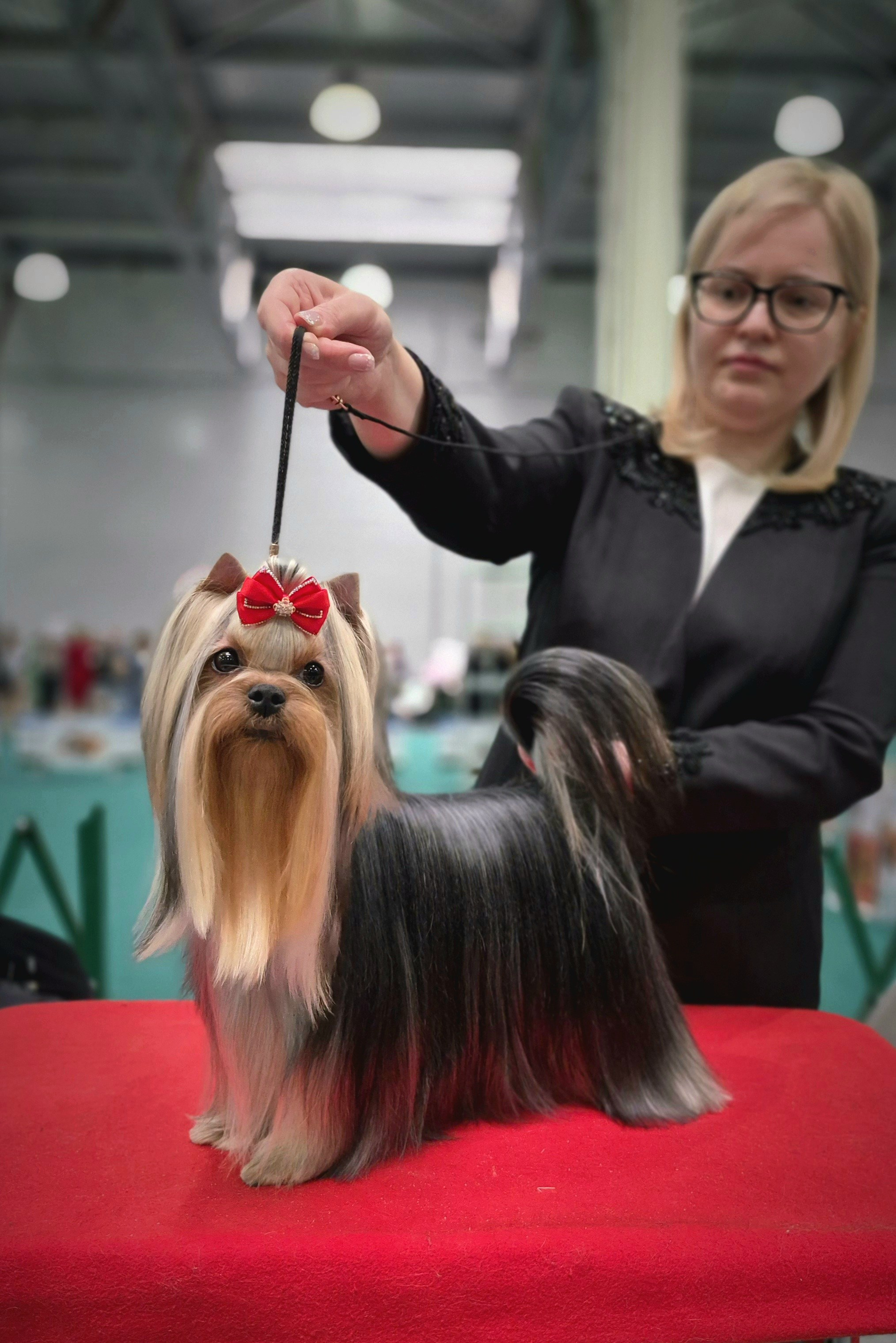 Йоркширский терьер. Выставки. Питомник Воле'Т Шоу Vole'T Shou. Йоркширский терьер — питомник йоркширских терьеров Vole'T Shou