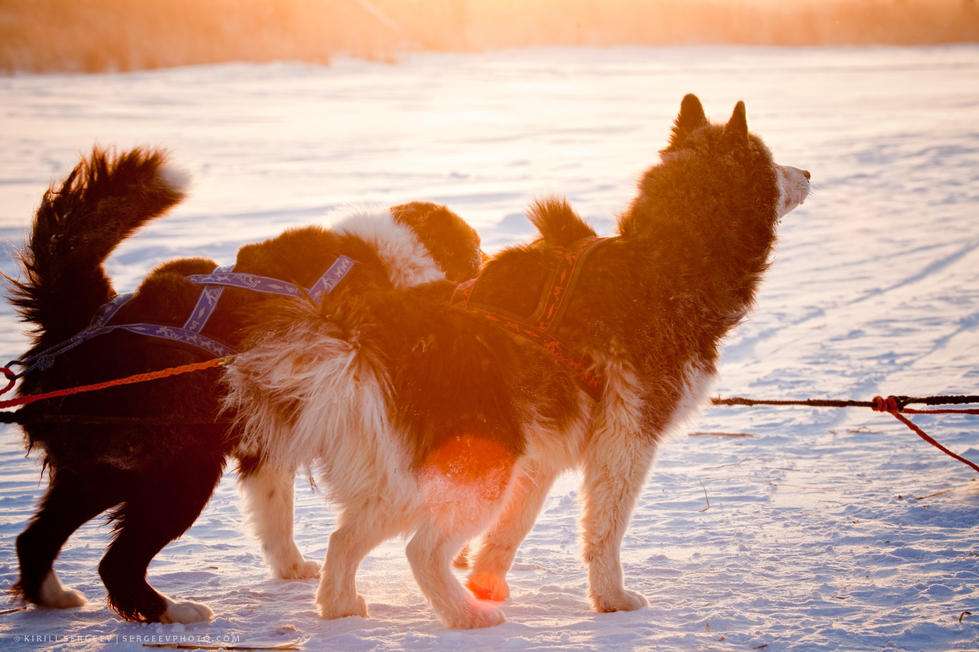 Yakutiya. Photographer Kirill Sergeev | Moscow