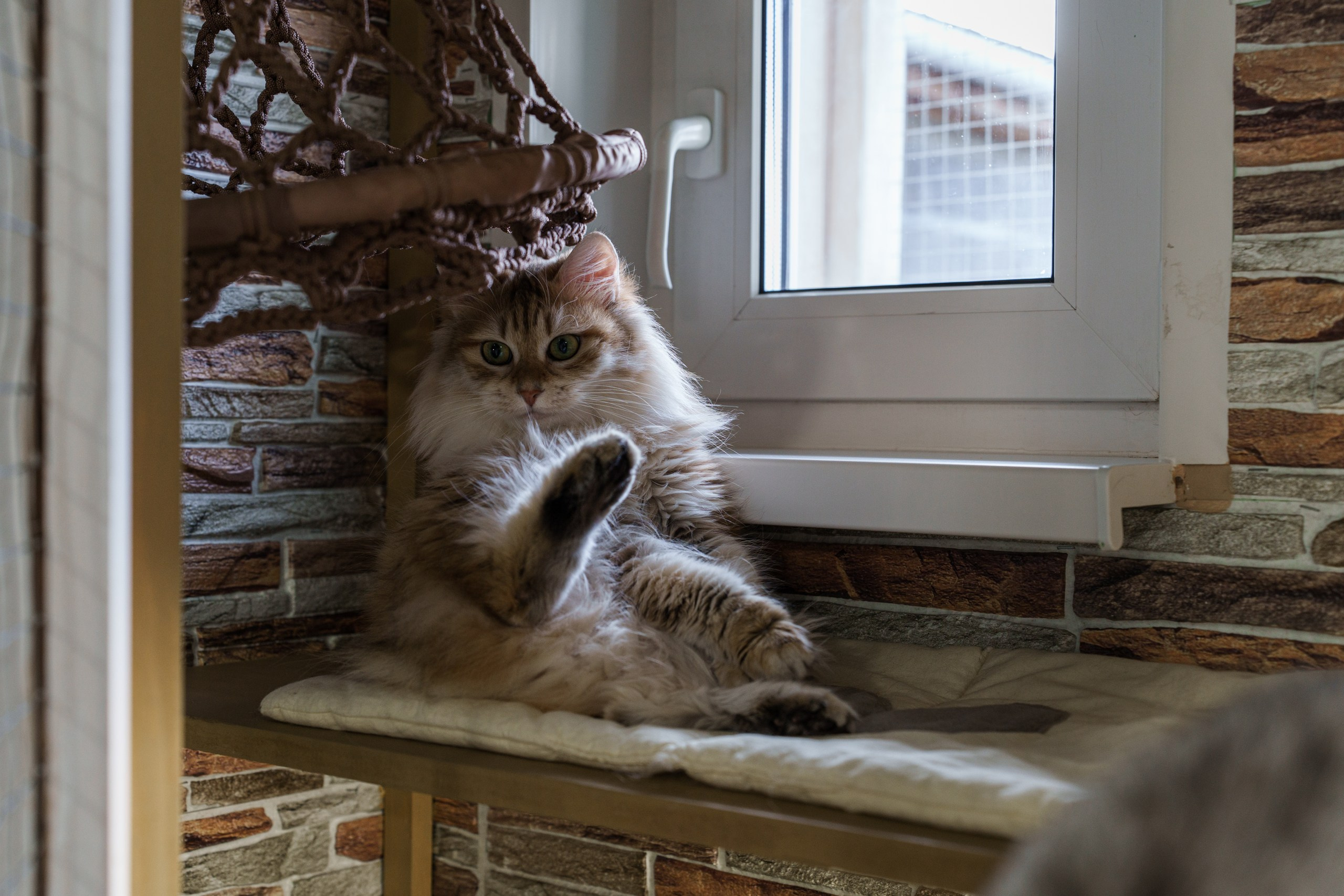 Гостиница для кошек Усики и хвостики, Красноярск