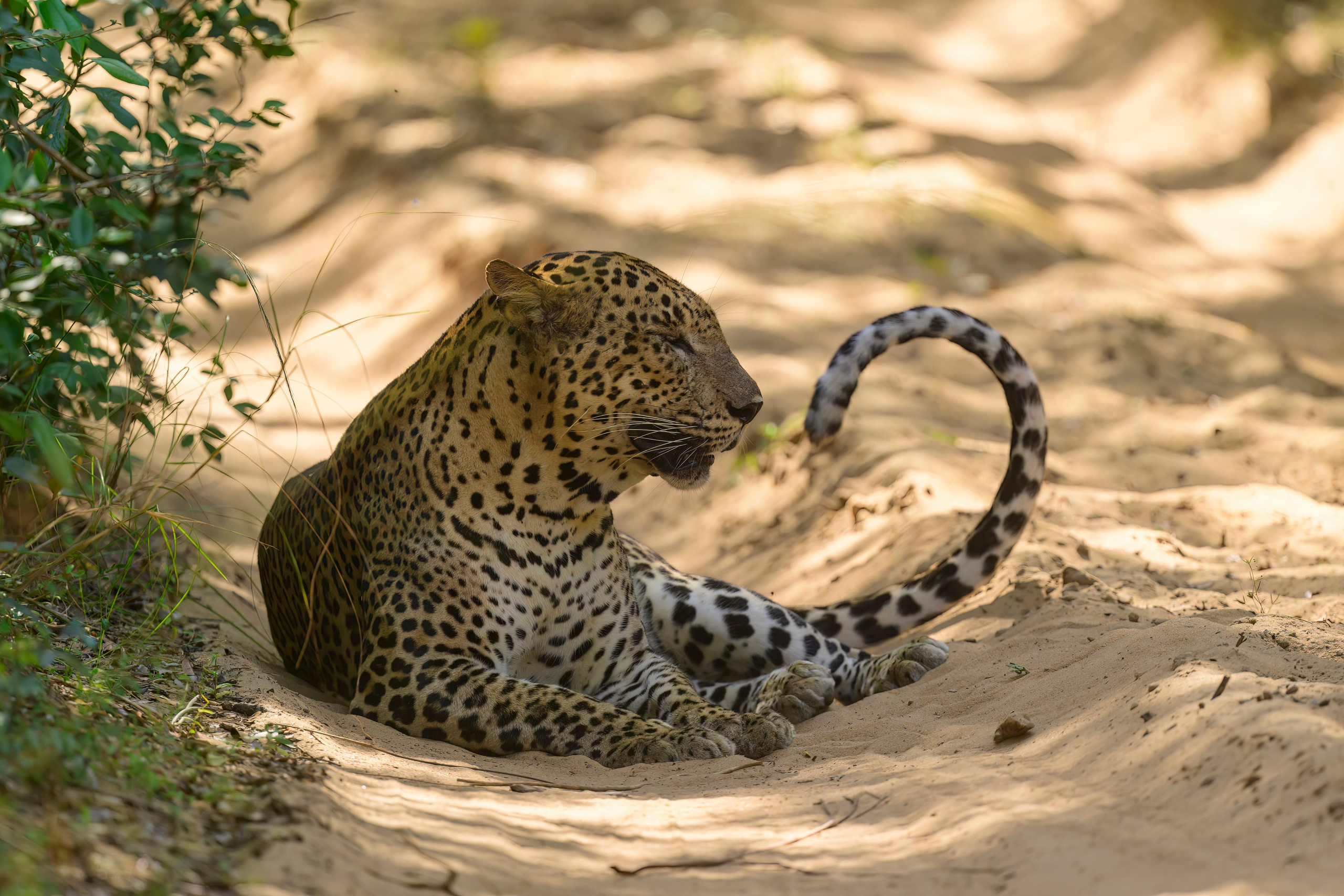 Большие кошки | Big cats. Фотограф Сергей Пупонин