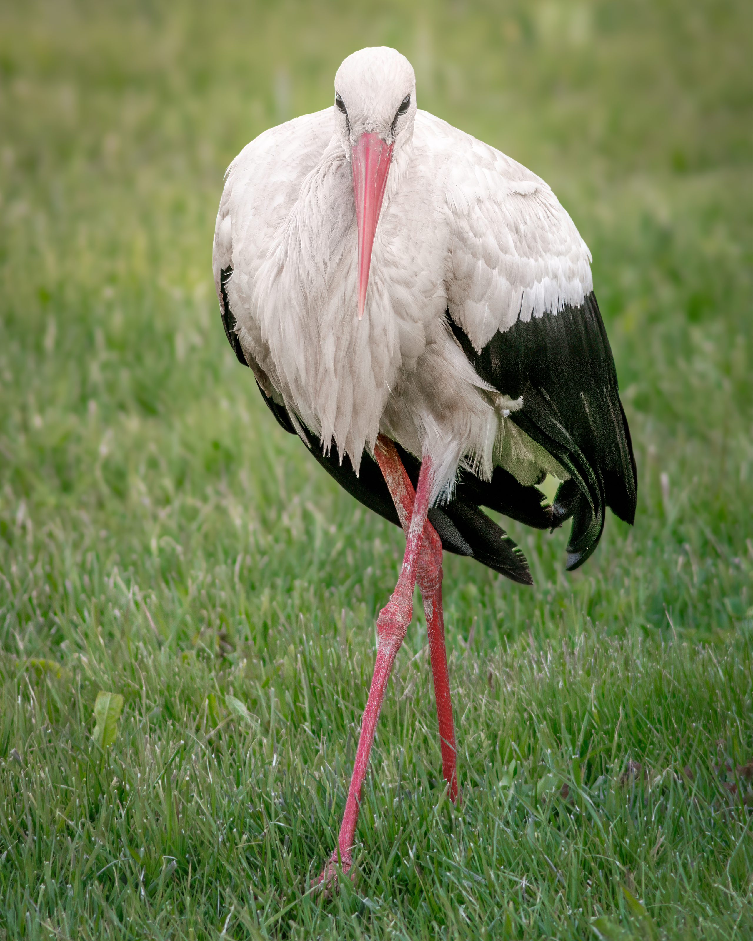 Фотограф дикой природы Роман Исаенков