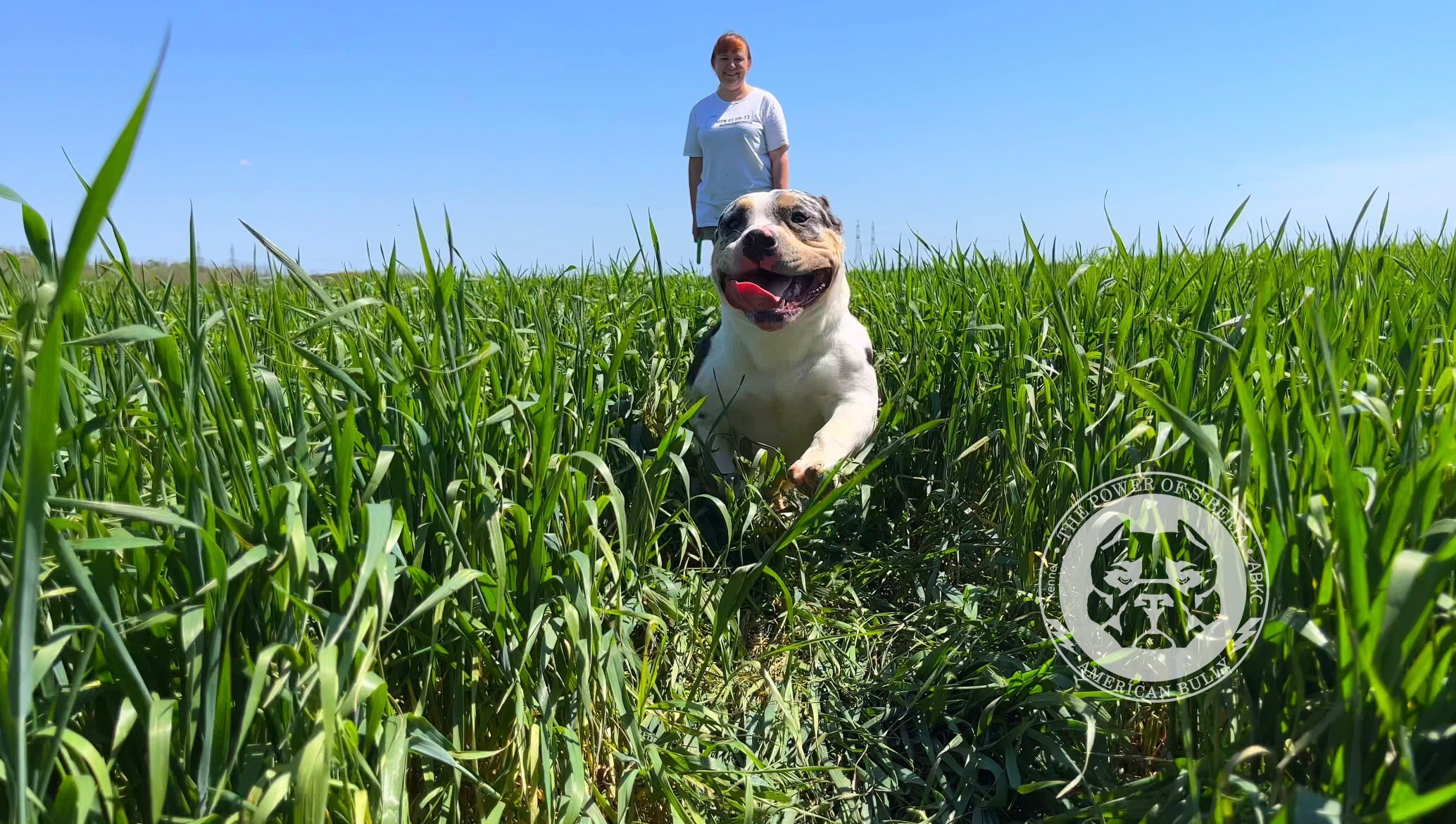 Щеночки от Каспера и Асти. Американский Булли в г. Ростов-на-Дону. Питомник THE POWER OF SIBERIA