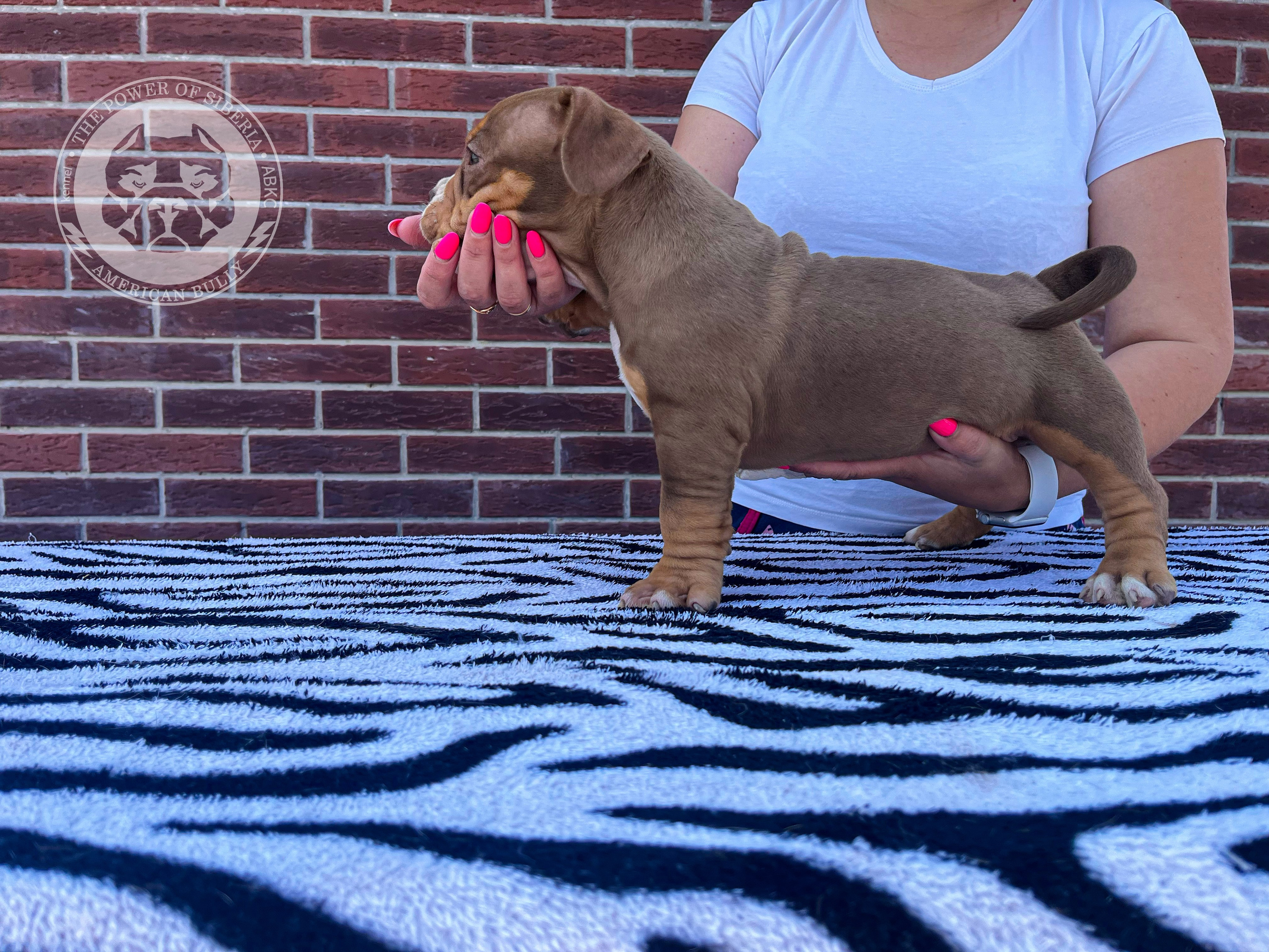 Помет Каспер и Асти. 13.04.25. Американский Булли в г. Ростов-на-Дону. Питомник THE POWER OF SIBERIA