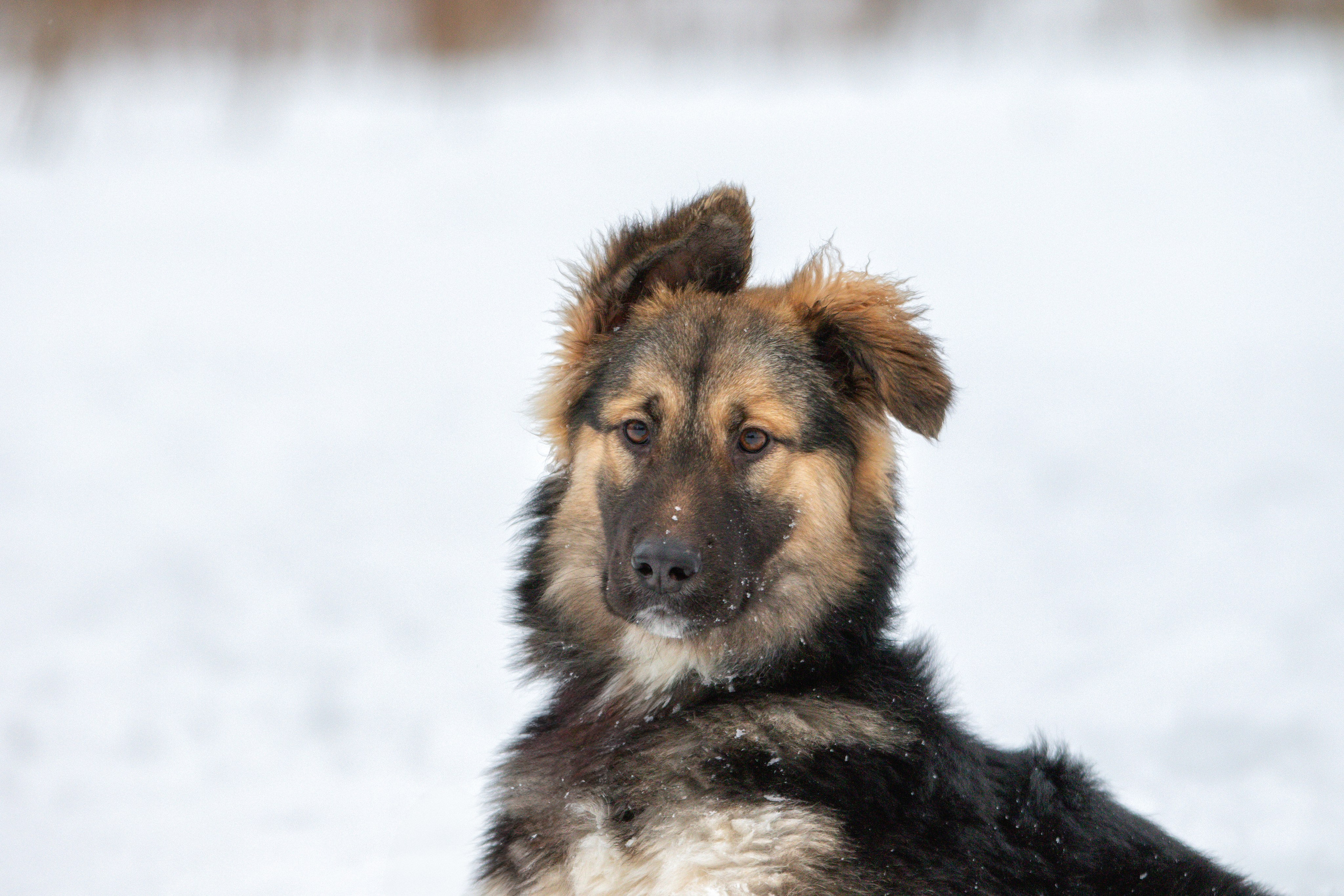 Прогулка в поле с Милкой. Фотограф-анималист Юлия Зубкова