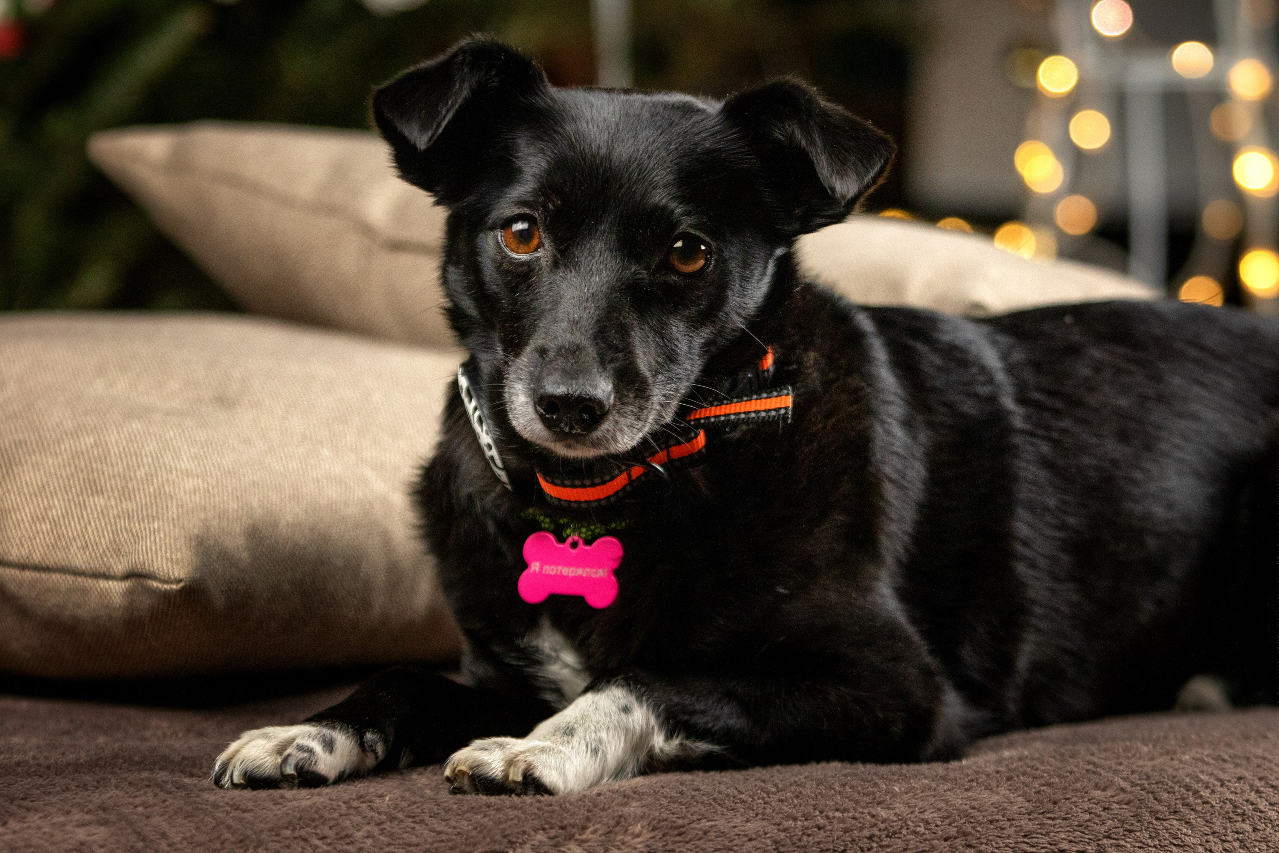 Рождественская история Бусинки. Фотограф-анималист Юлия Зубкова