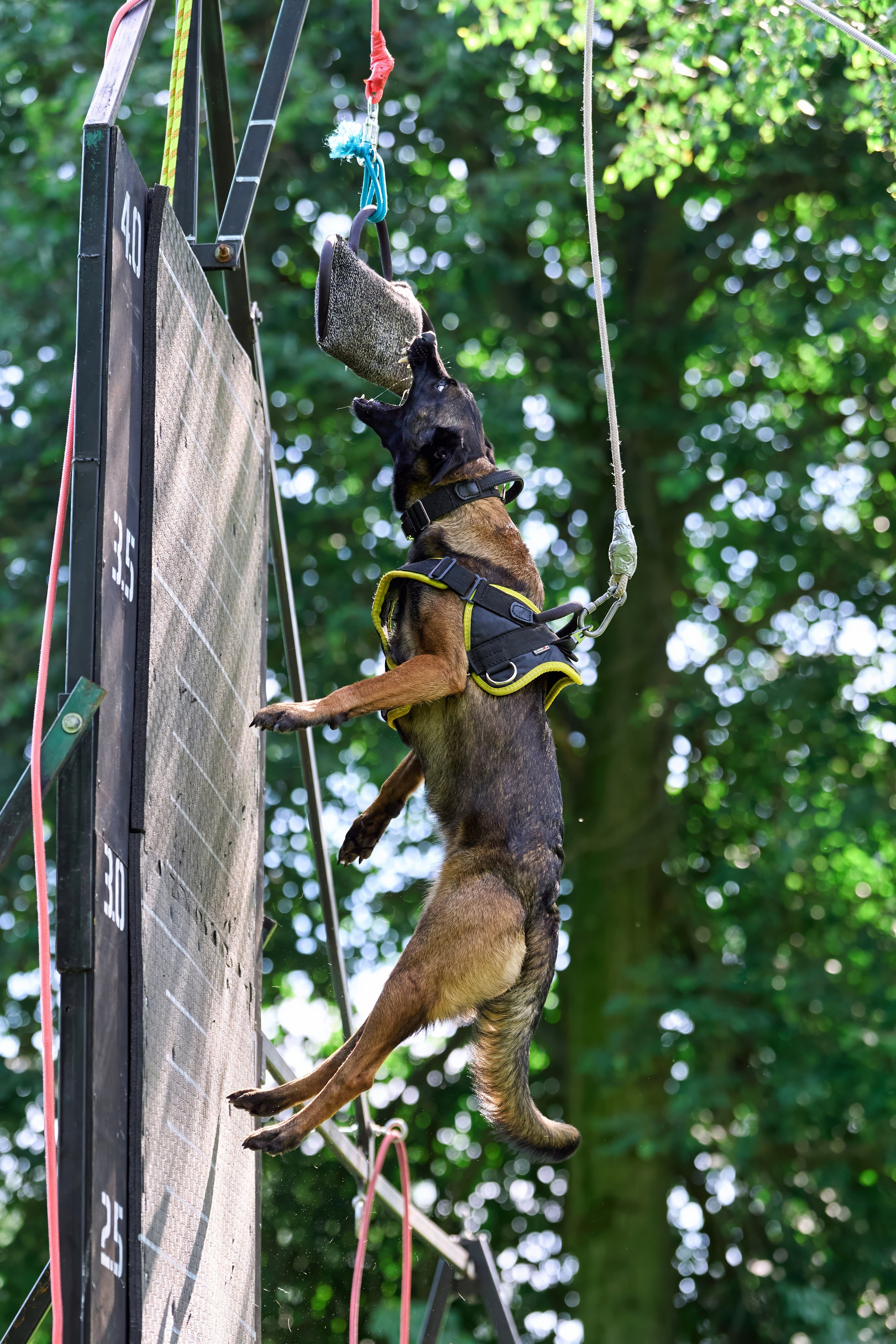 Двухдневные соревнования «Jump'n'Gym Fest — 2024». Фотограф-анималист Михаил Манухин