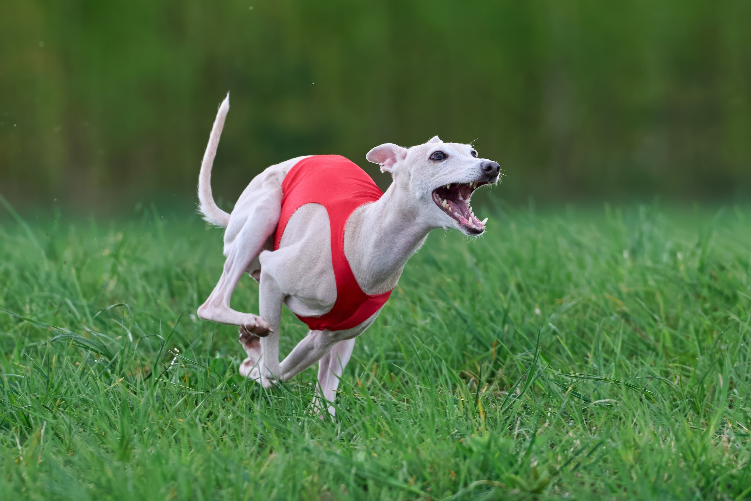 Тренировка по курсингу «на Ярославке». Фотограф-анималист Михаил Манухин