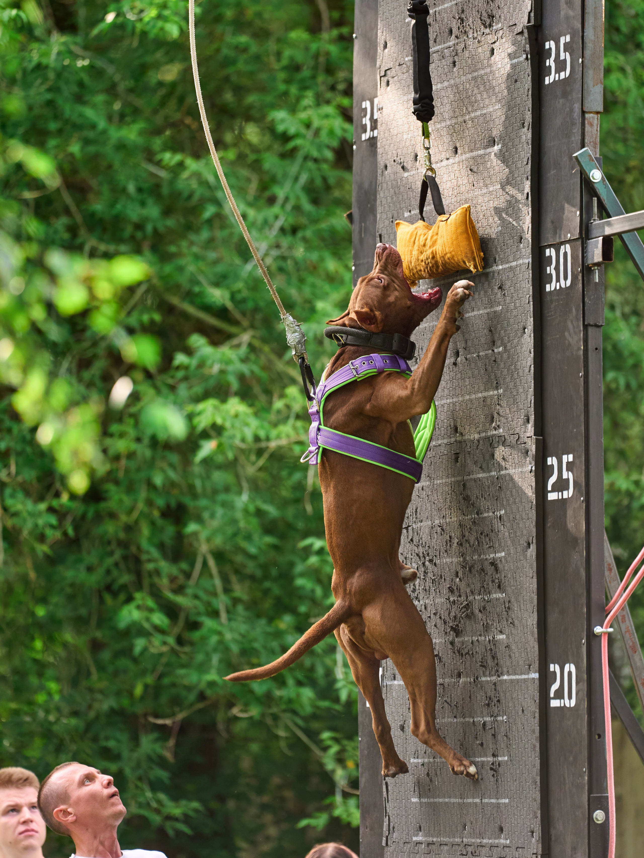 Jump'n'Gym JUMP! — 2024. Фотограф-анималист Михаил Манухин