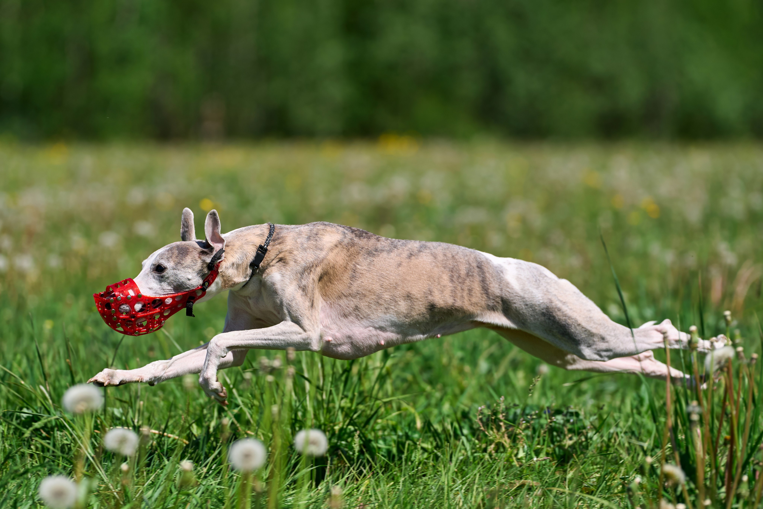 Тренировка по курсингу Донино. Фотограф-анималист Михаил Манухин