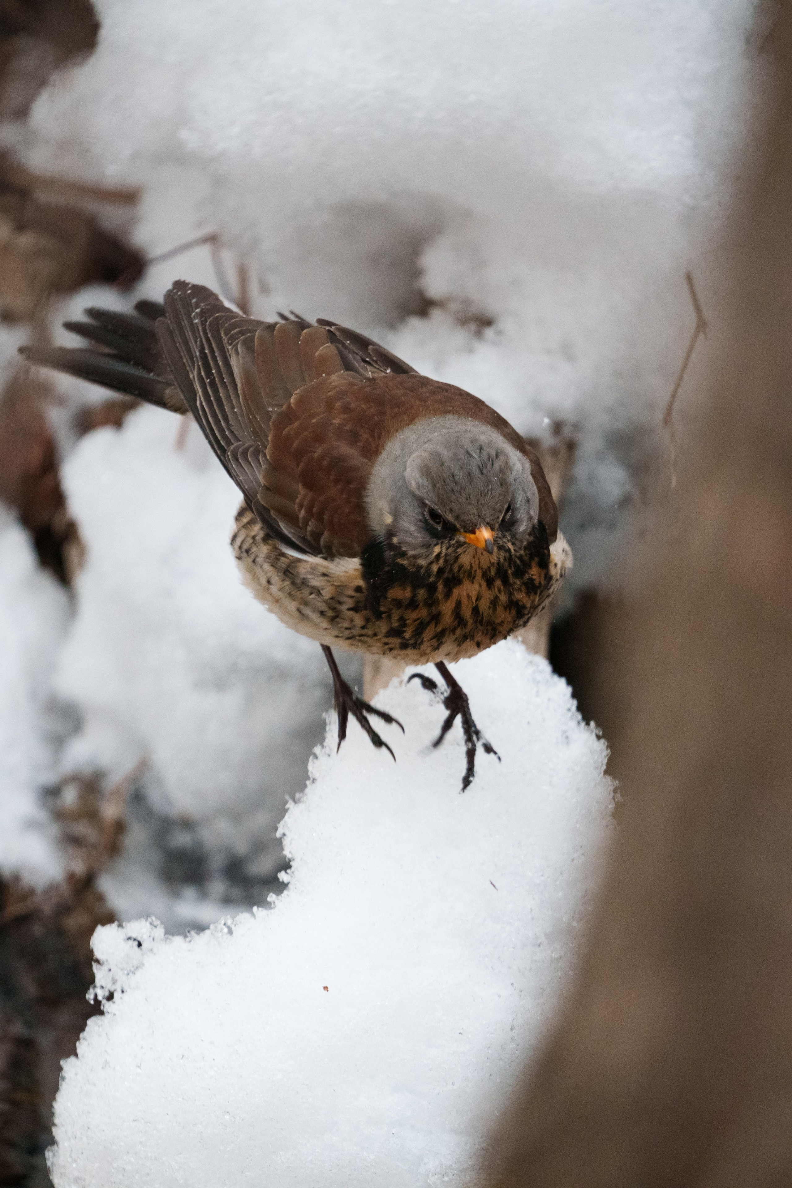 Снегирь. Донеал Скнарь — концертный фотограф