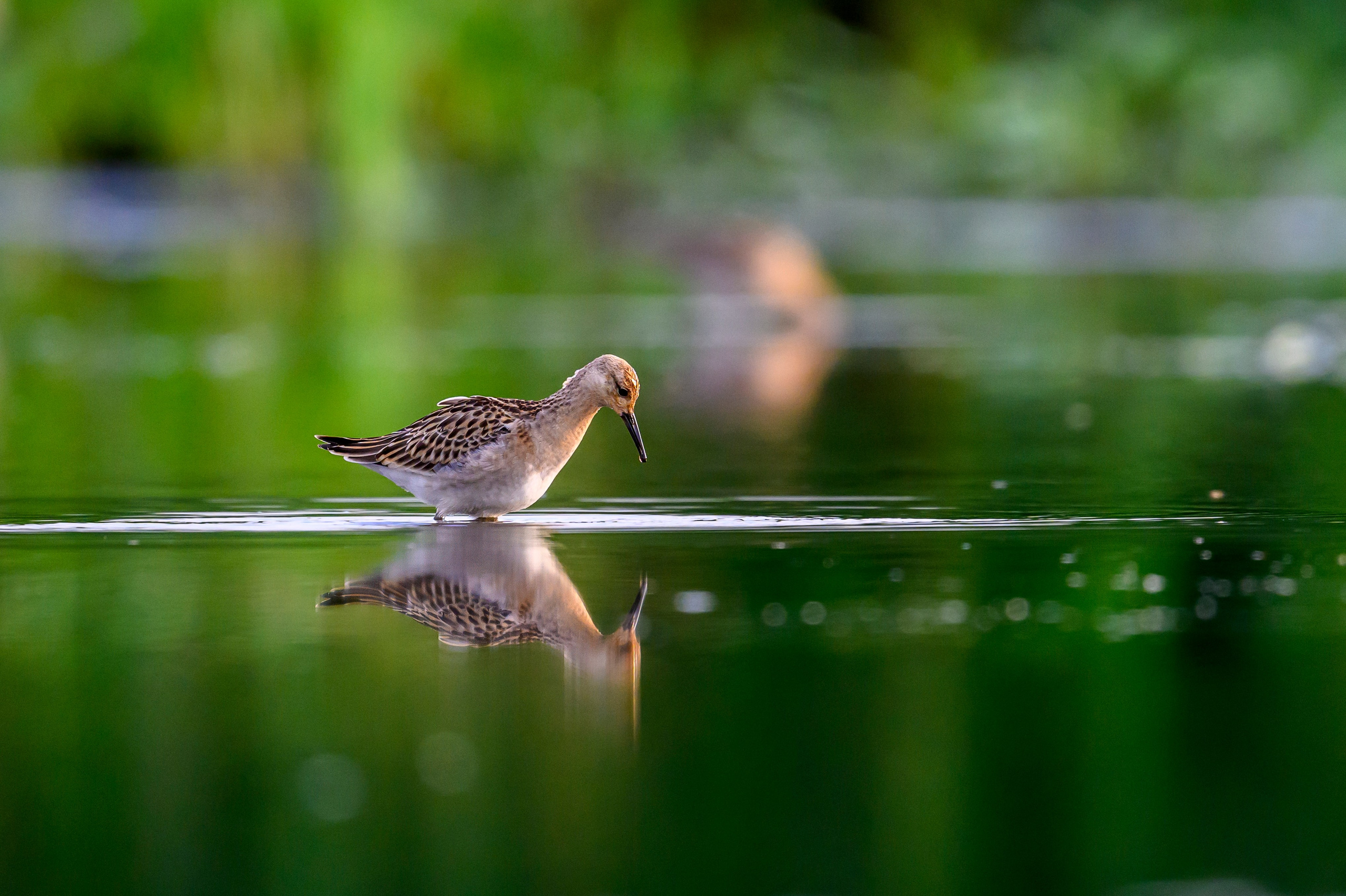 Веретенники, фифи и турухтаны. Godwits, Wood sandpipers and Ruffs. Фотограф Сергей Пупонин