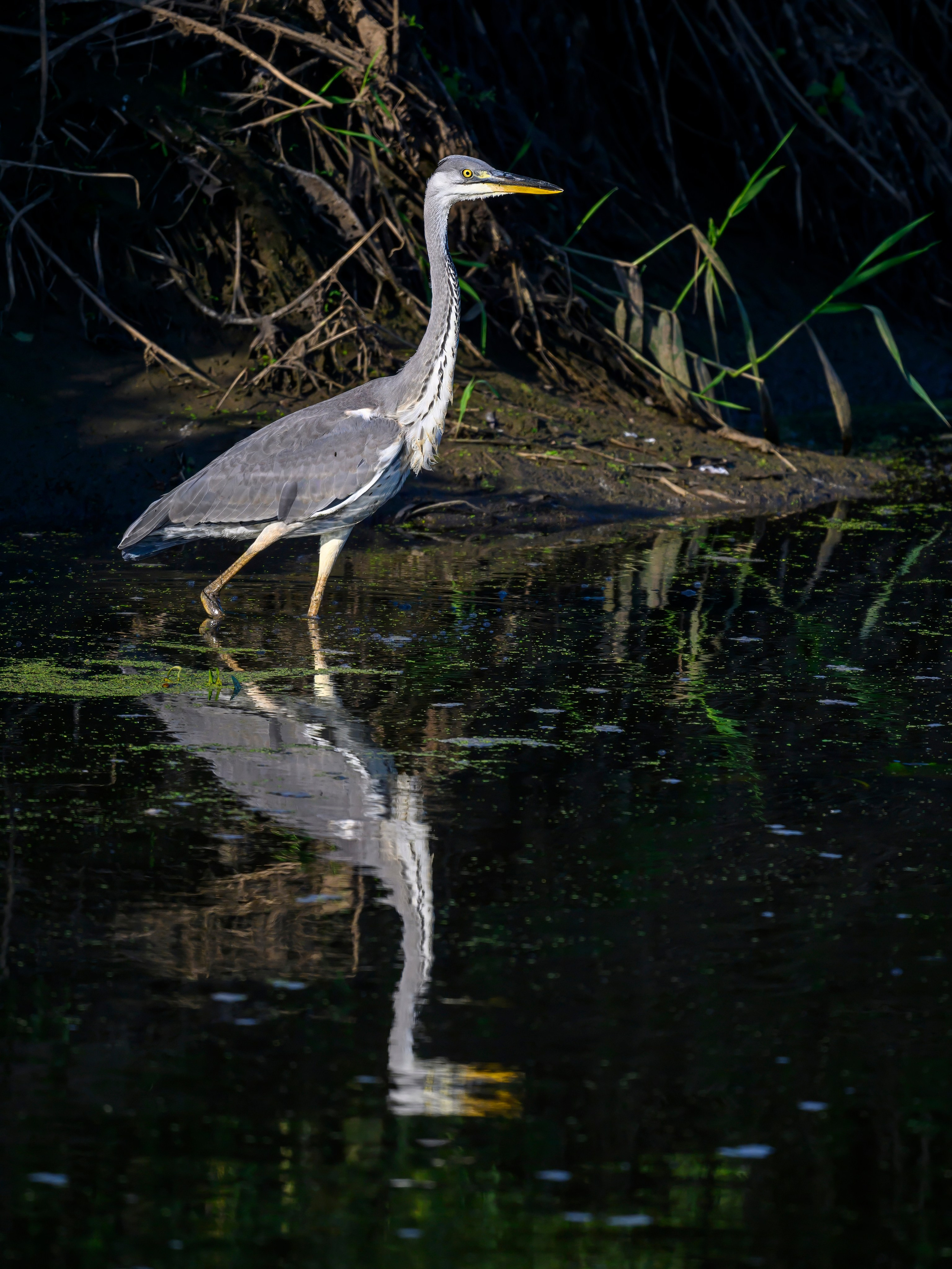 Цапли и совы. Herons and Owls. Wildlife photography by Sergey Puponin