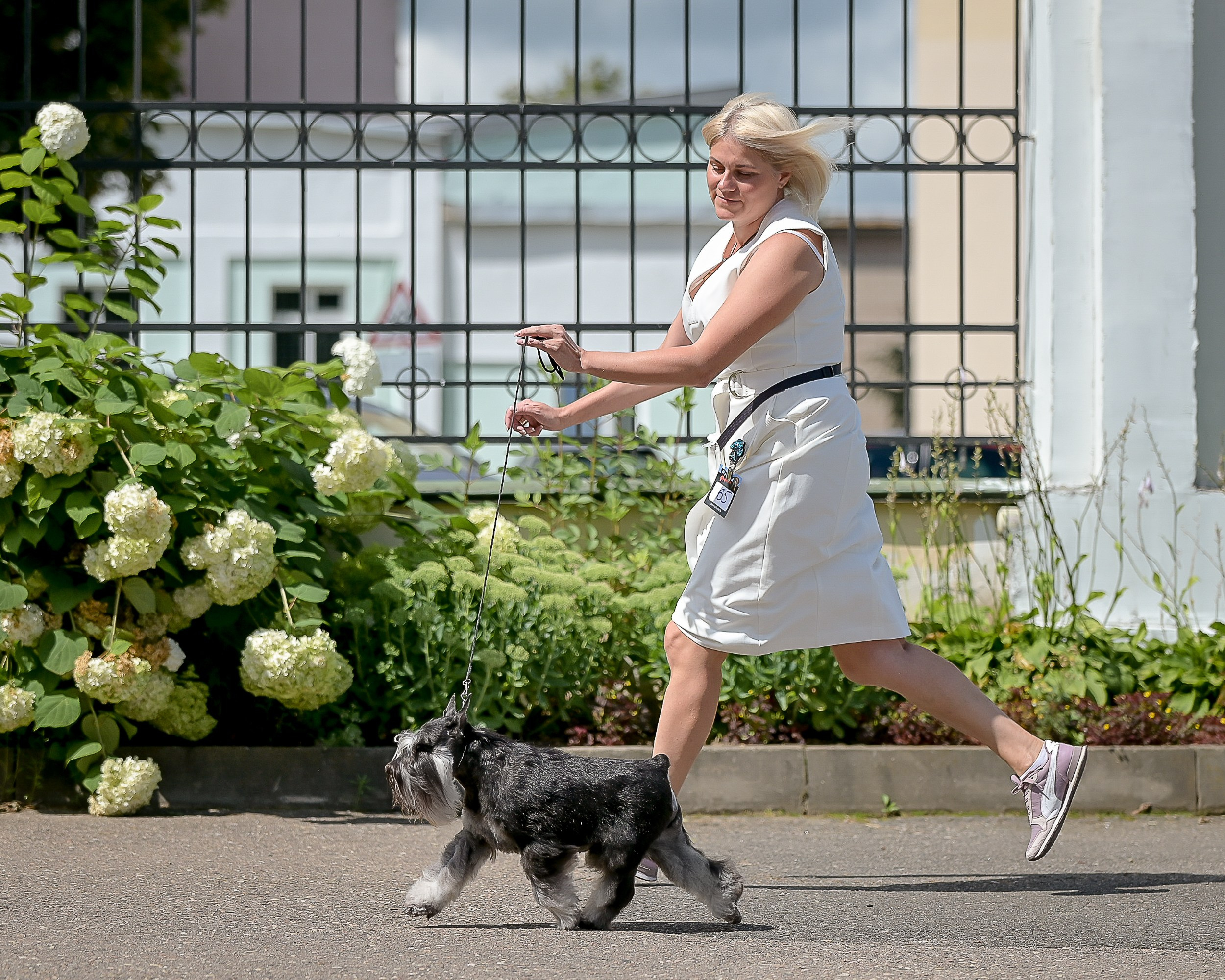 Софи/Asson Ari Vivien Marceau. Питомник цвергшнауцеров в Беларуси «Делинсо Бэлэнс»