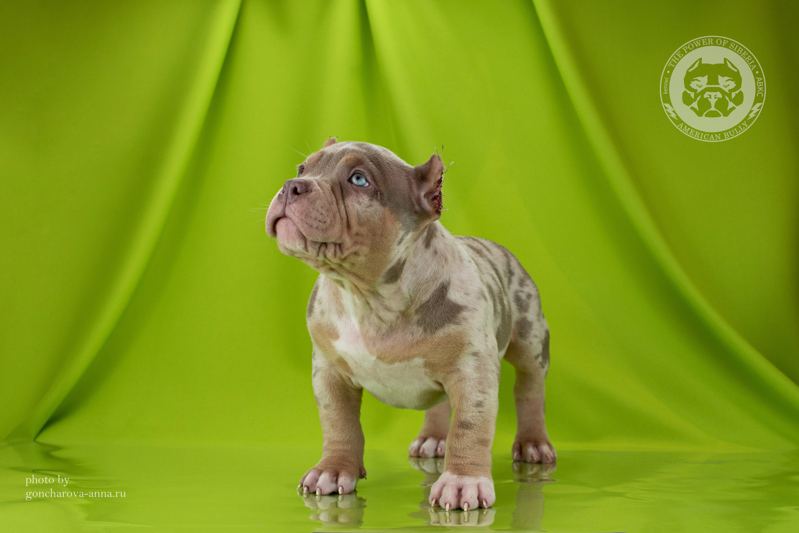 купить щенка амбулли в Казани