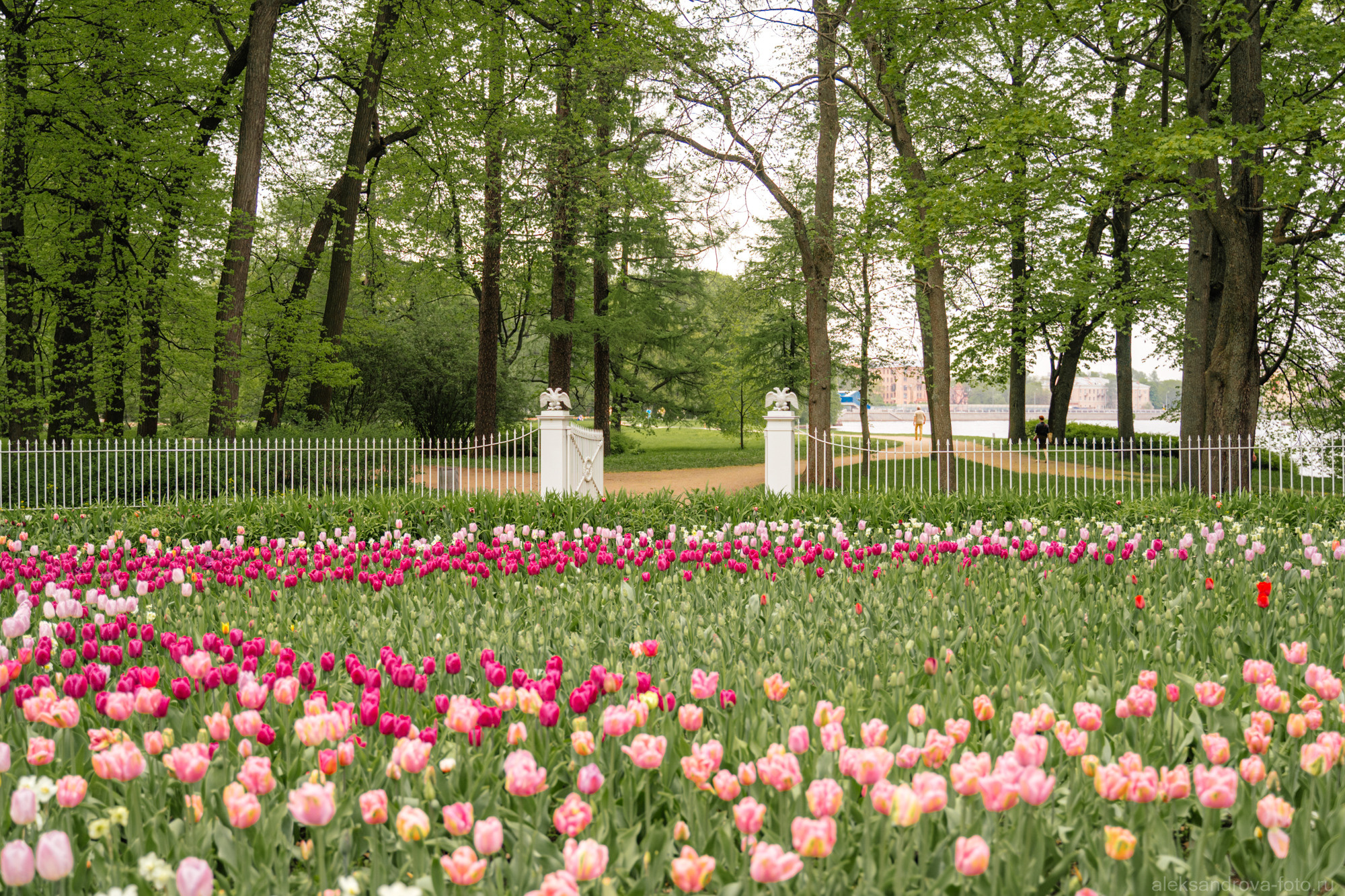 Фестиваль тюльпанов на Елагином острове