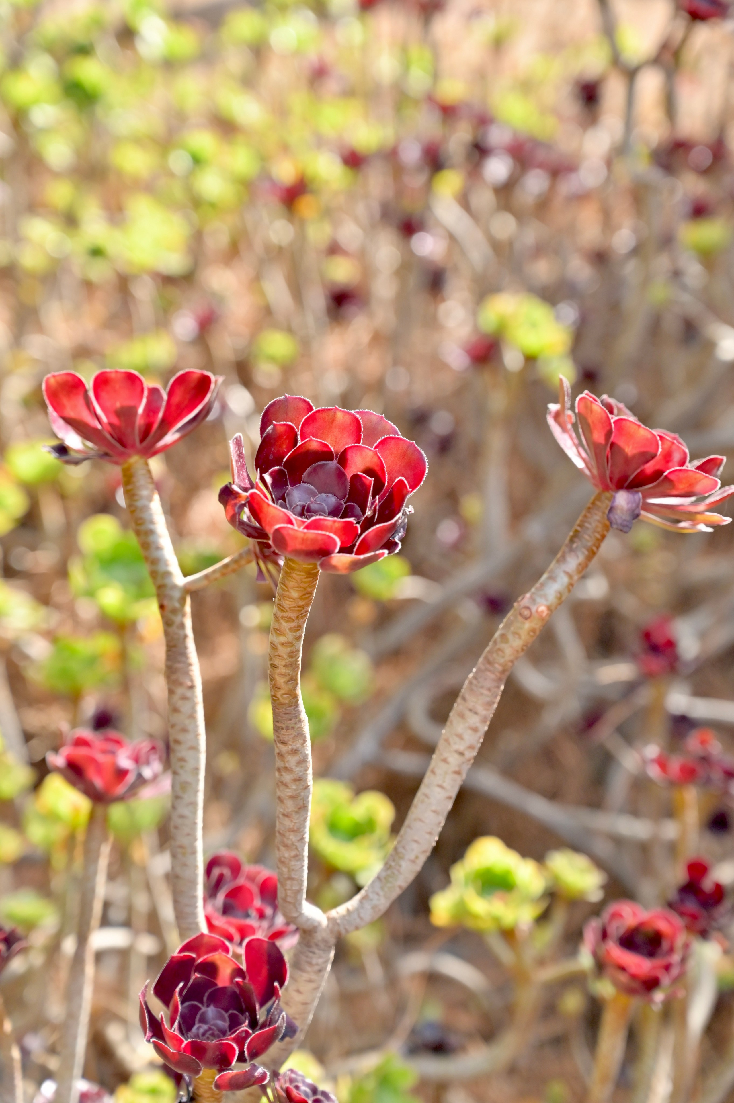 Ботанический сад в Валенсии — старейший в Европе. Гид и фотограф в Валенсии Новиков Михаил