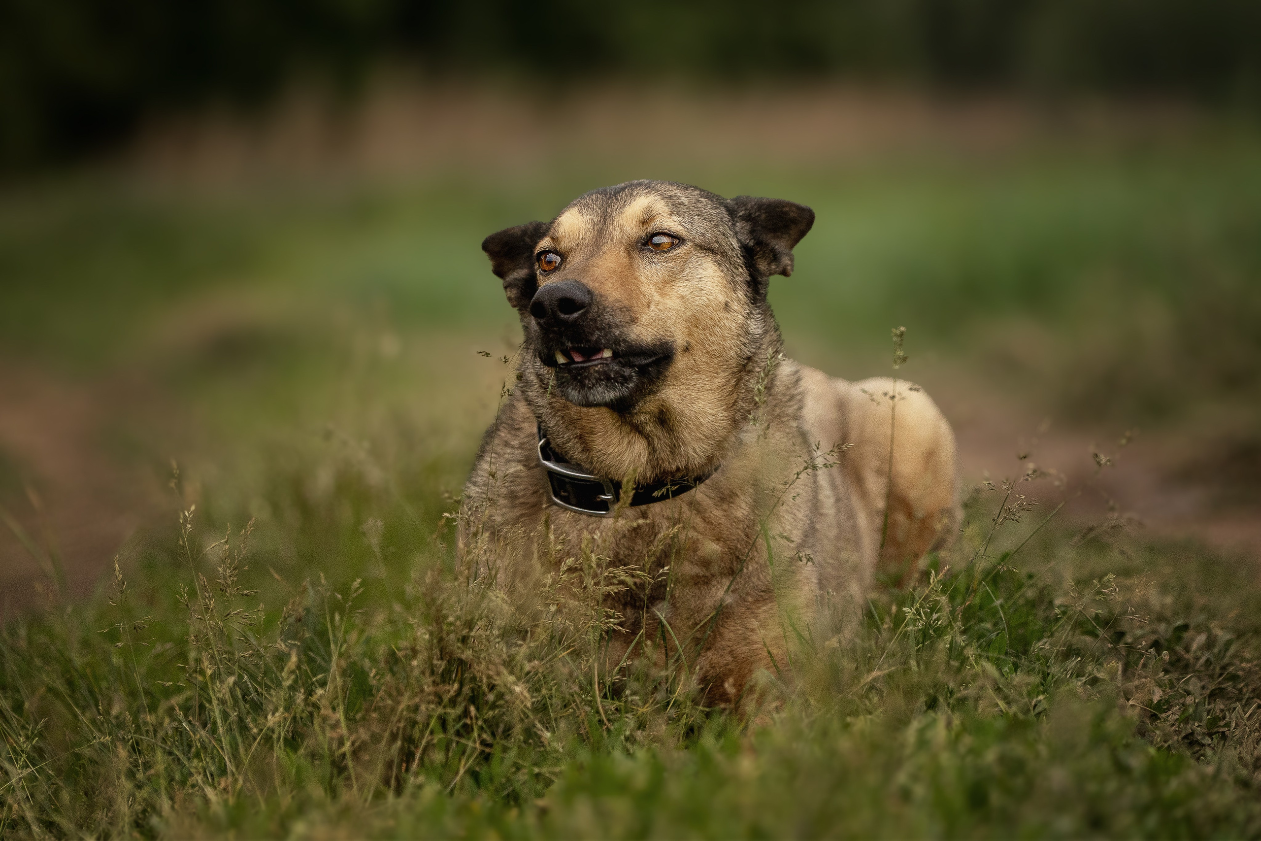 ИЩУТ ДОМ. Фотограф-анималист в Москве и Подмосковье