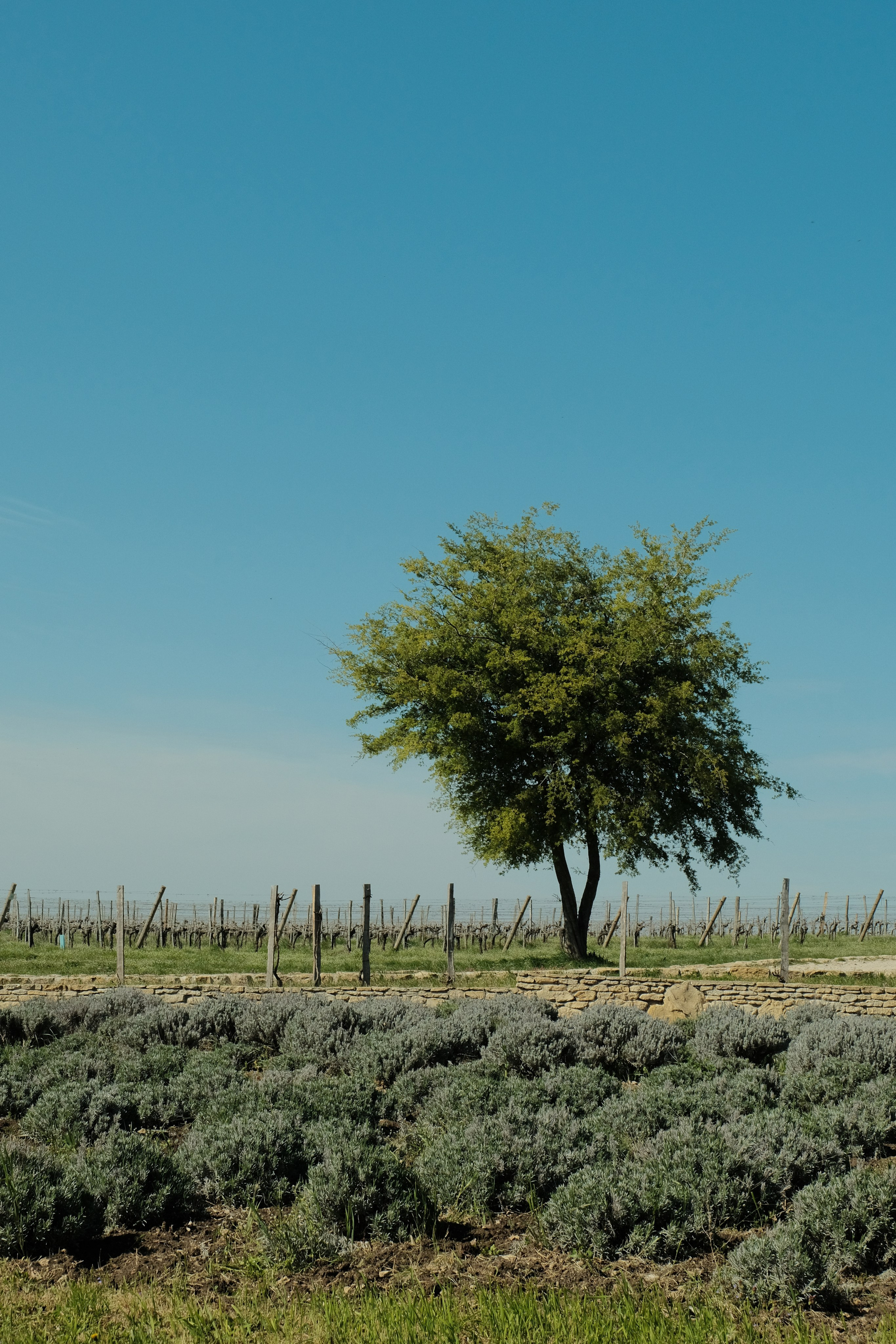 Russian wineries. Creative travel photographer — Berg Daria