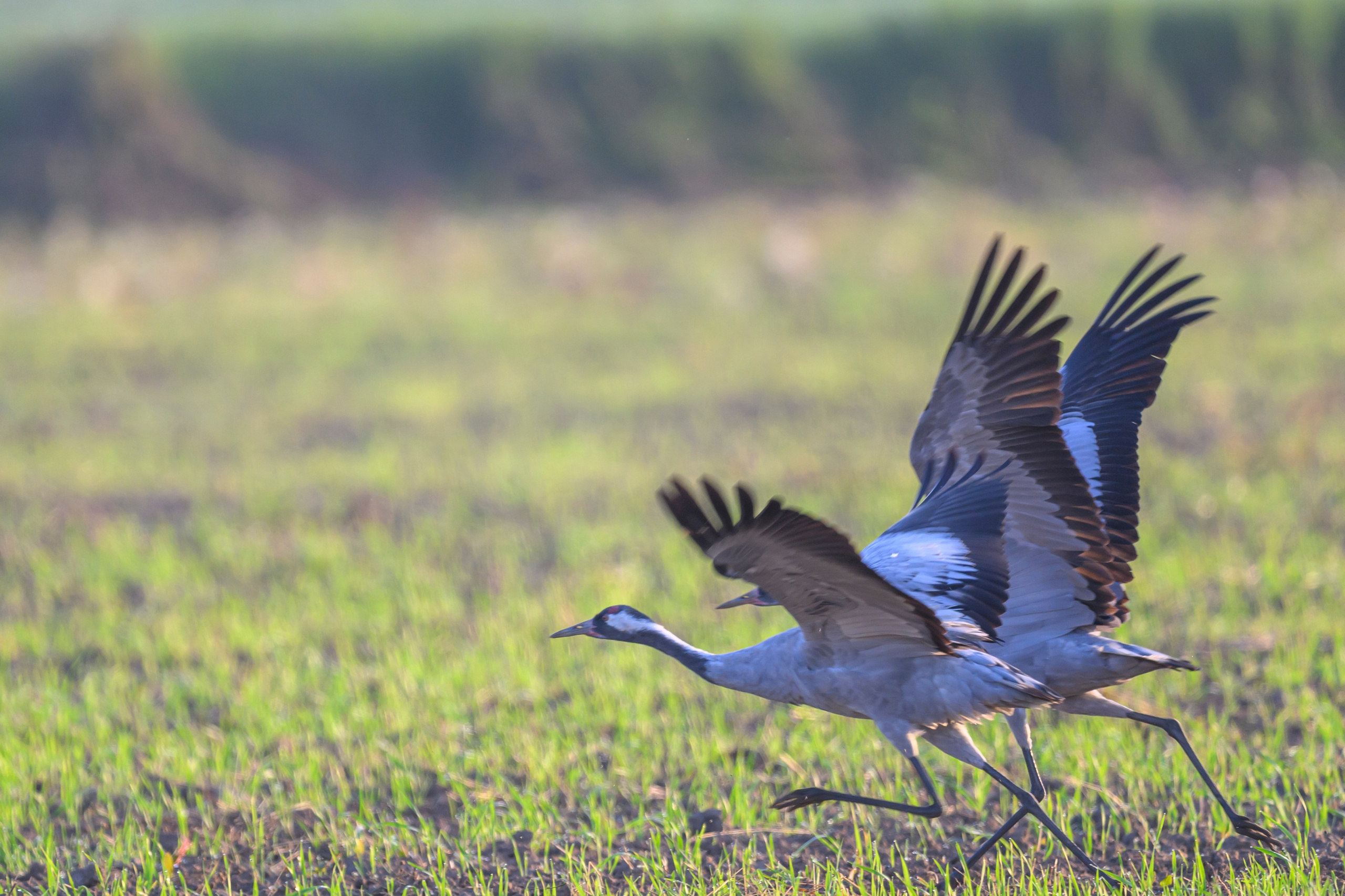 Стычка луня и осоеда, журавли. Wildlife photography by Sergey Puponin