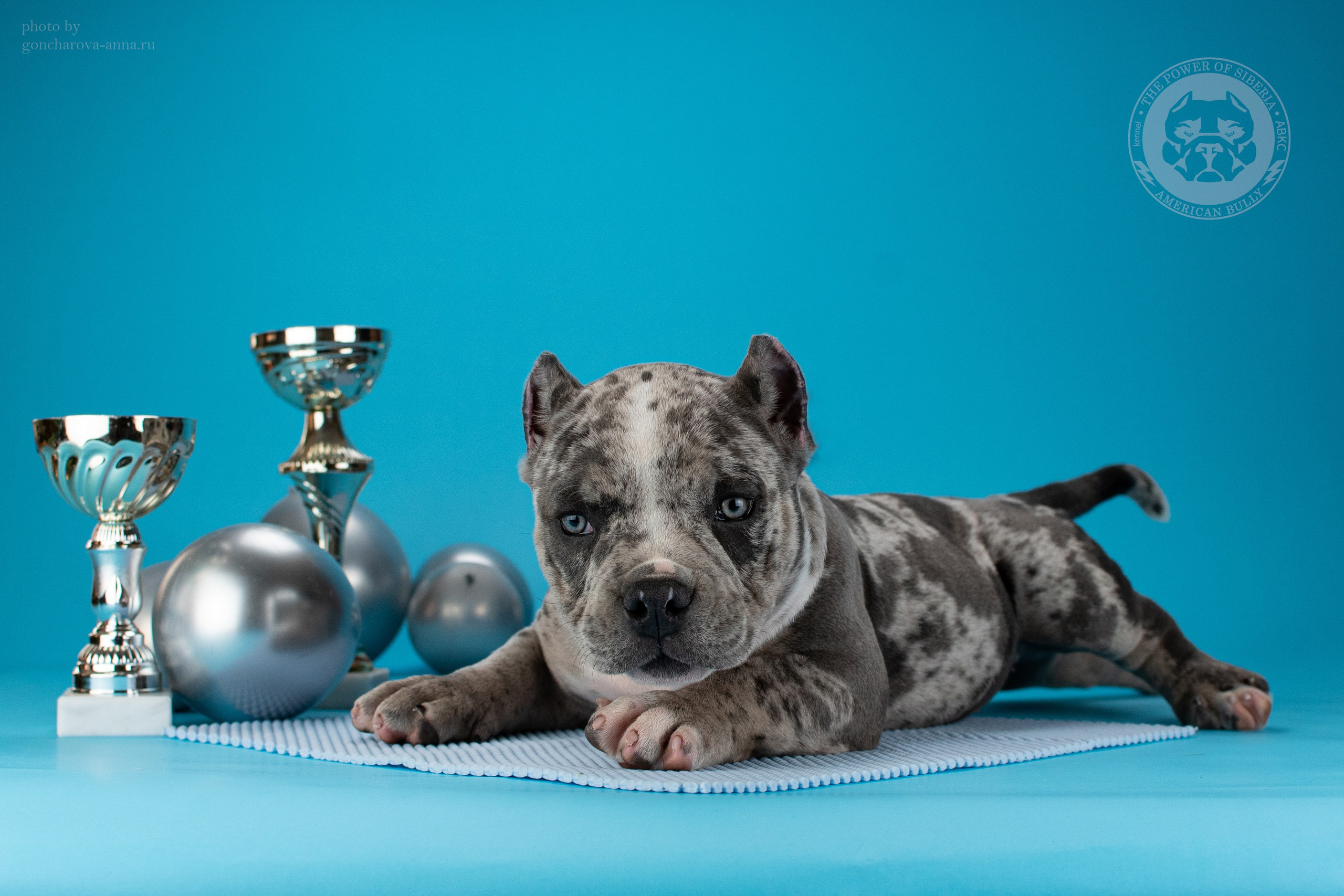 продажа щенков Американского булли в Уфе