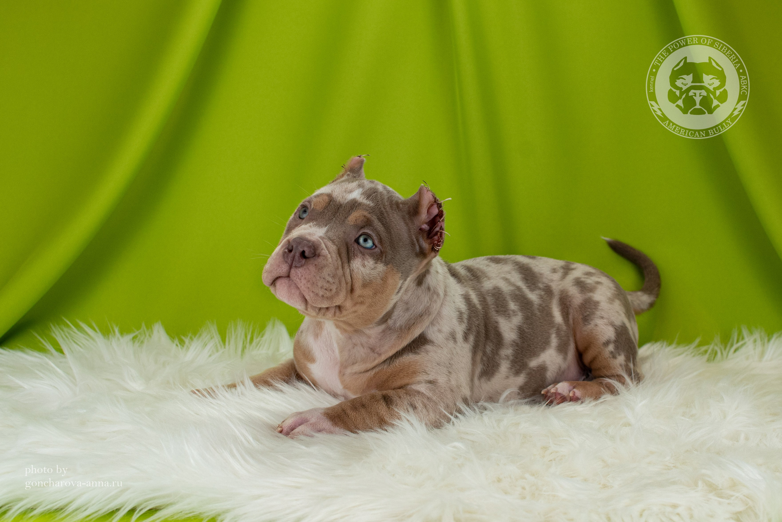 купить щенка в официальном питомнике American Bully в Казани