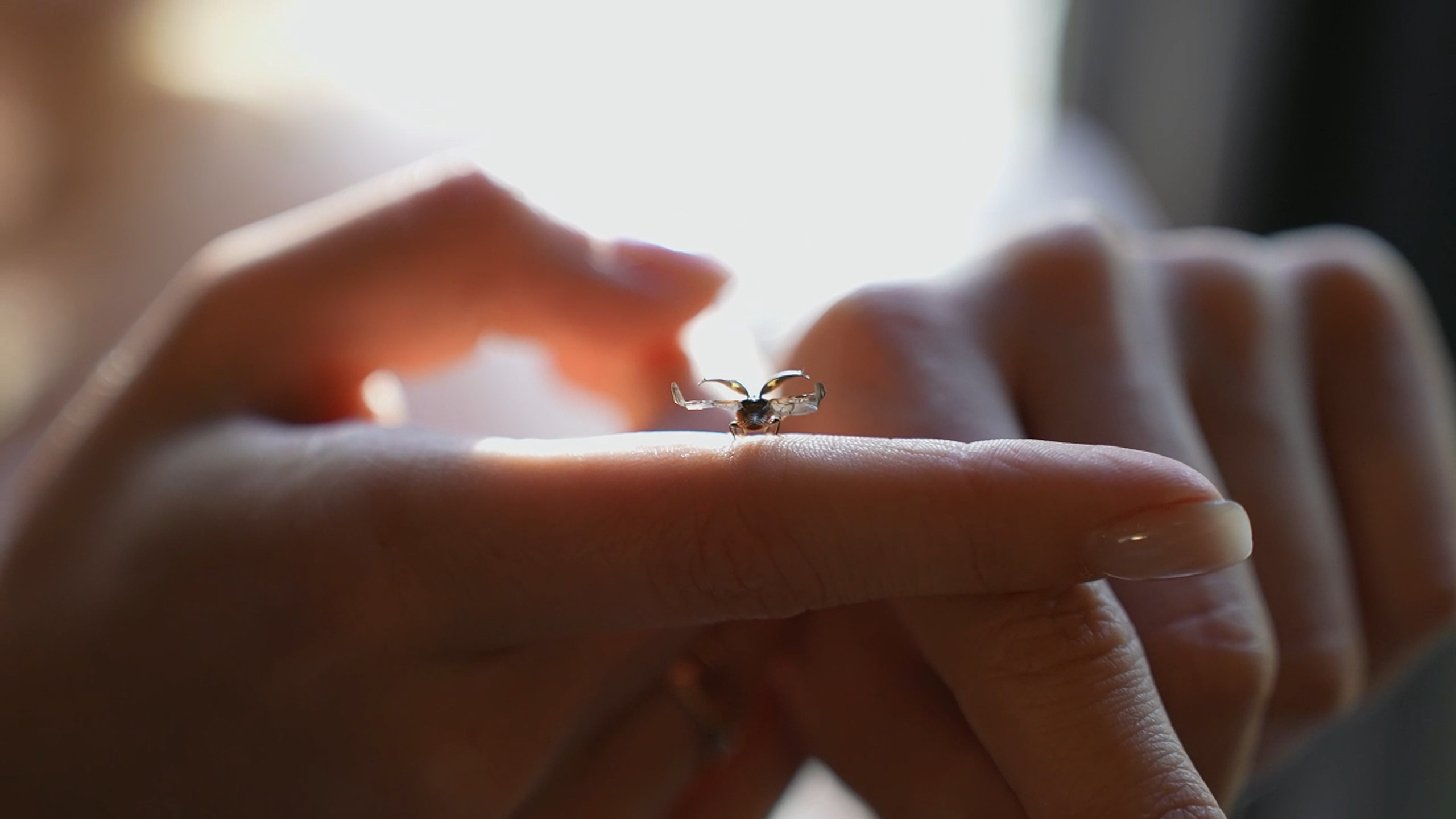 «Гея: Мать Земли» 🎬. Видеограф / Фотограф  — Яна Спащанская